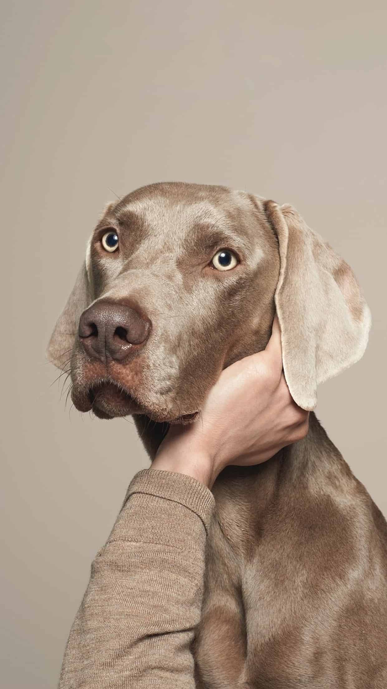 今日萌宠壁纸 015