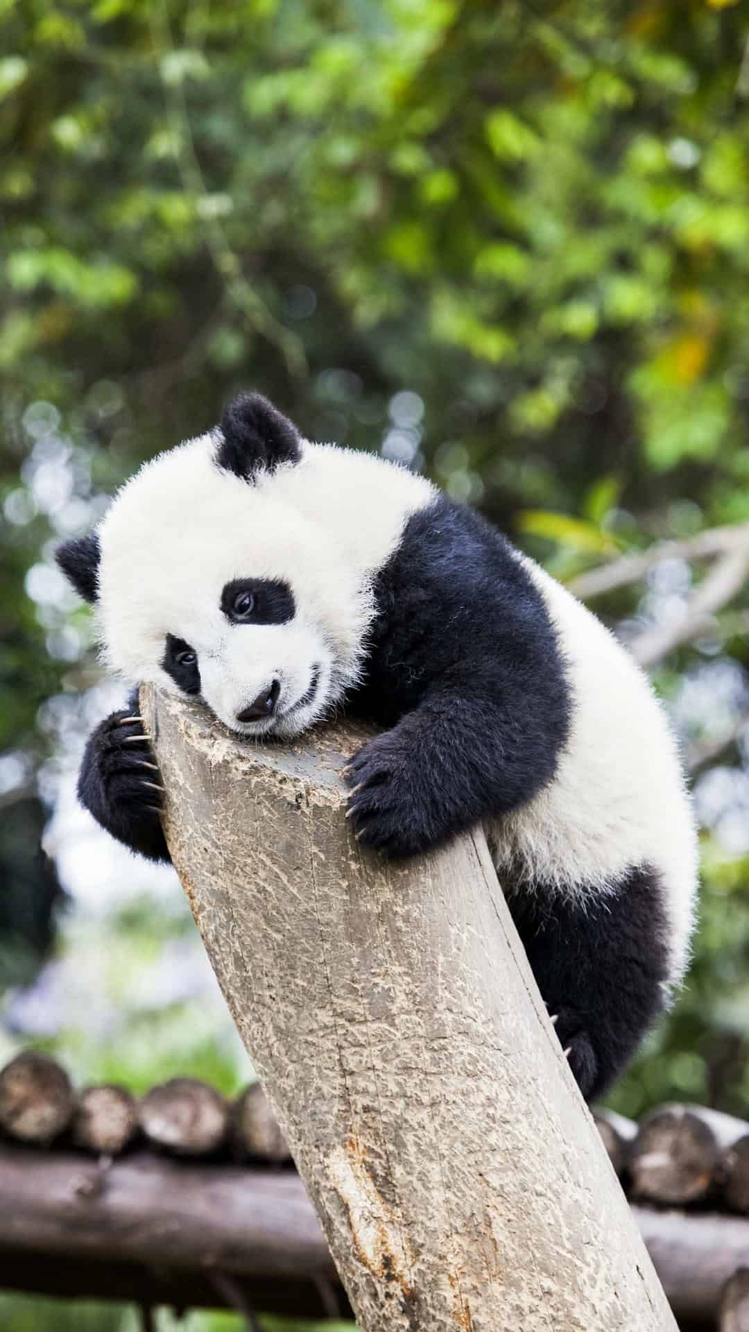 今日萌宠壁纸 015