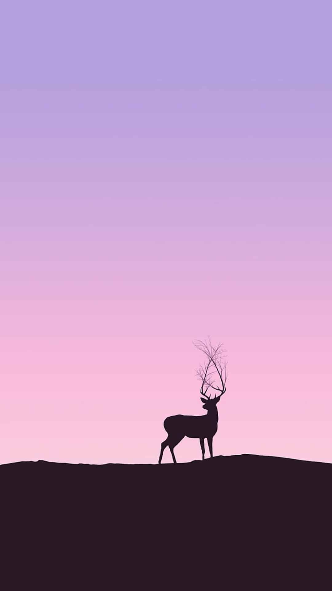 今日萌宠壁纸 015