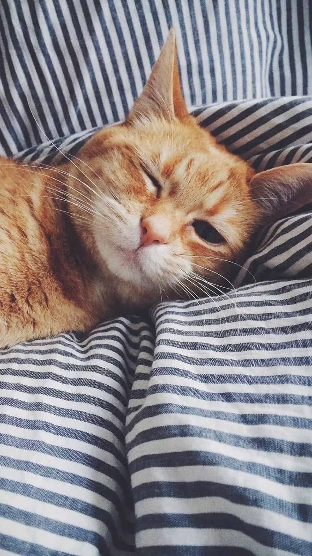 今日萌宠壁纸 015