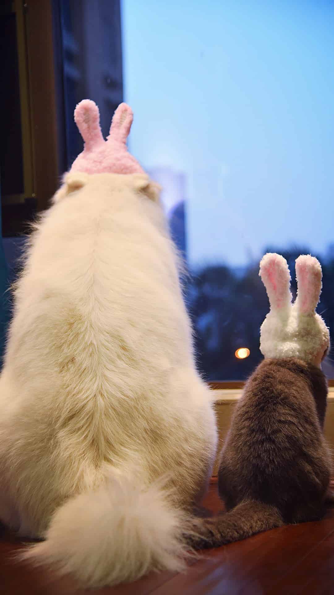 今日萌宠壁纸 015