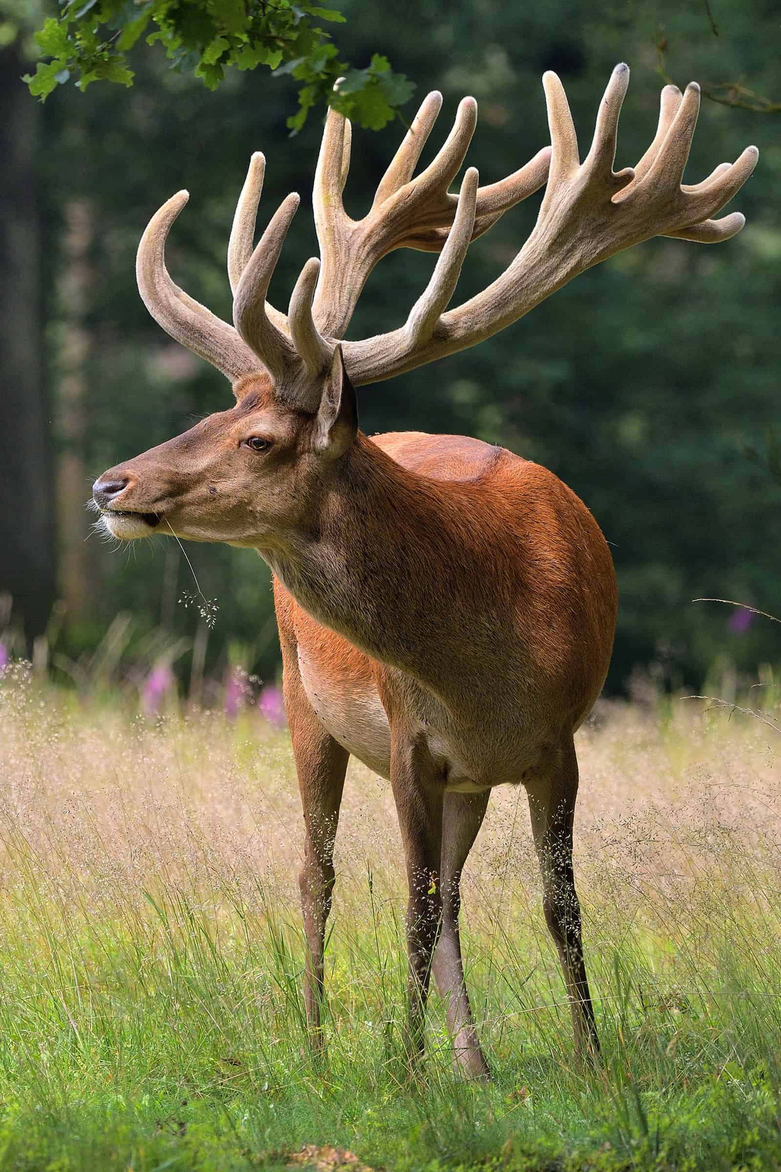 今日萌宠壁纸 016