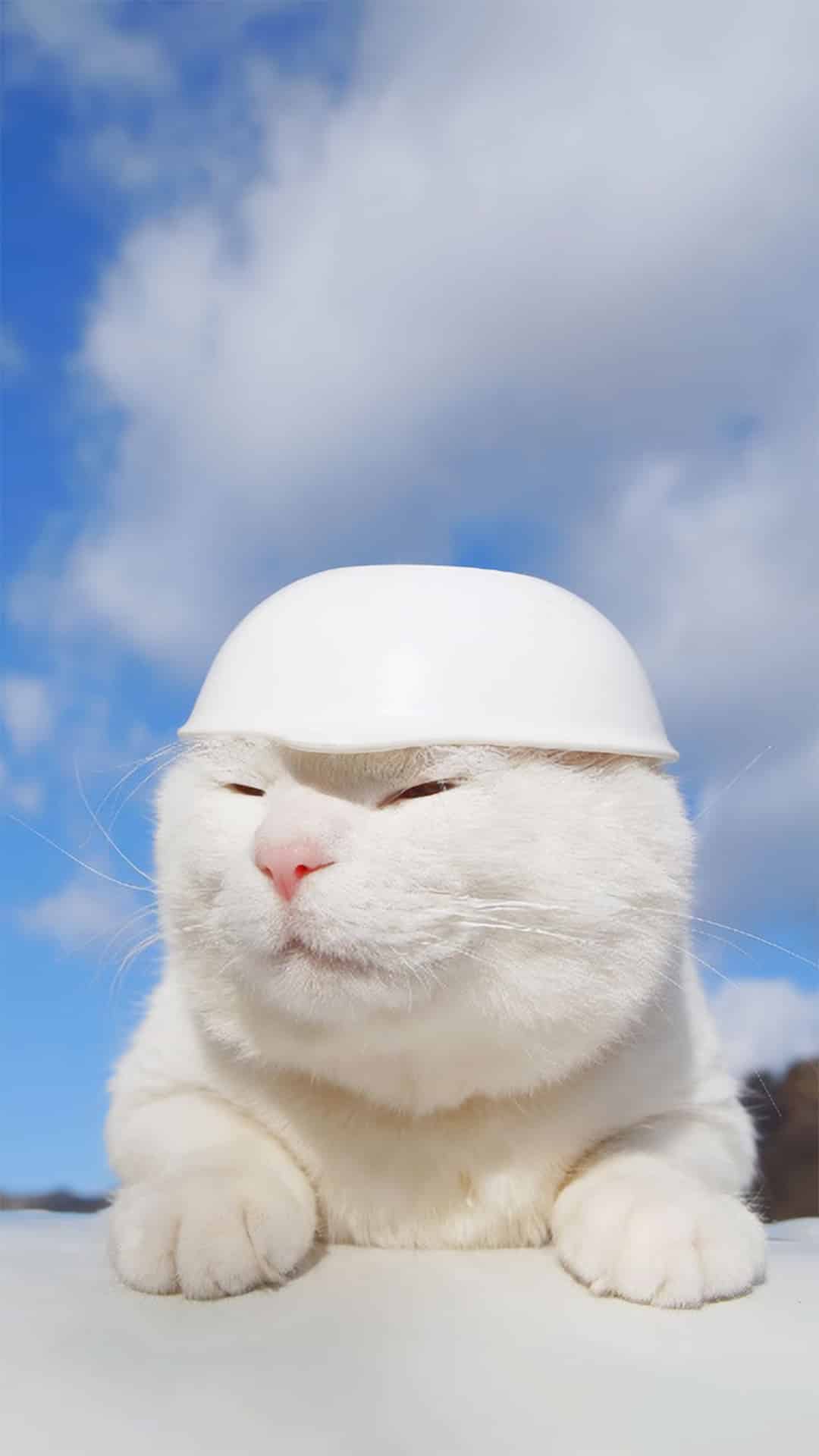 今日萌宠壁纸 016