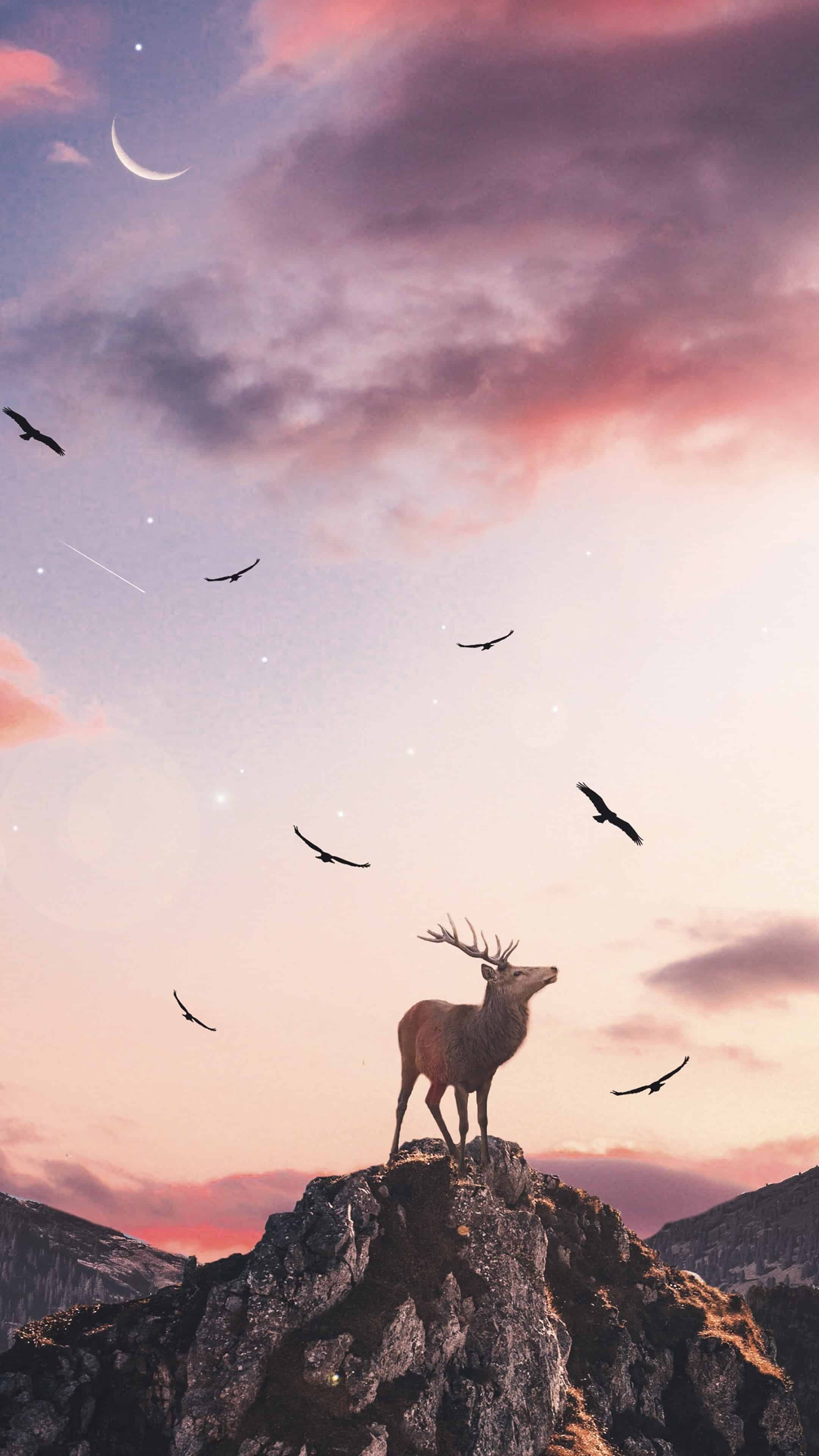 今日萌宠壁纸 016