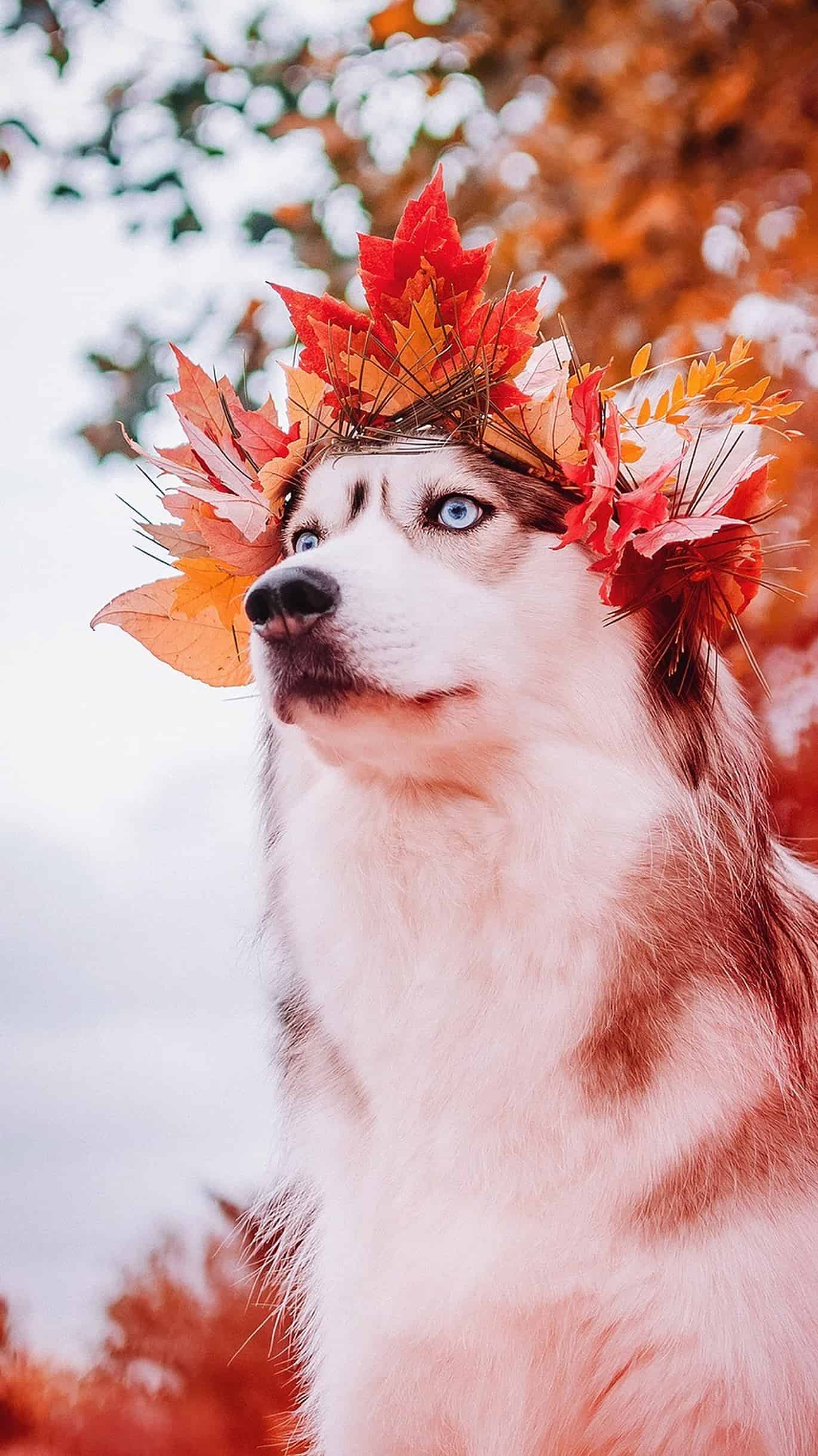 今日萌宠壁纸 016