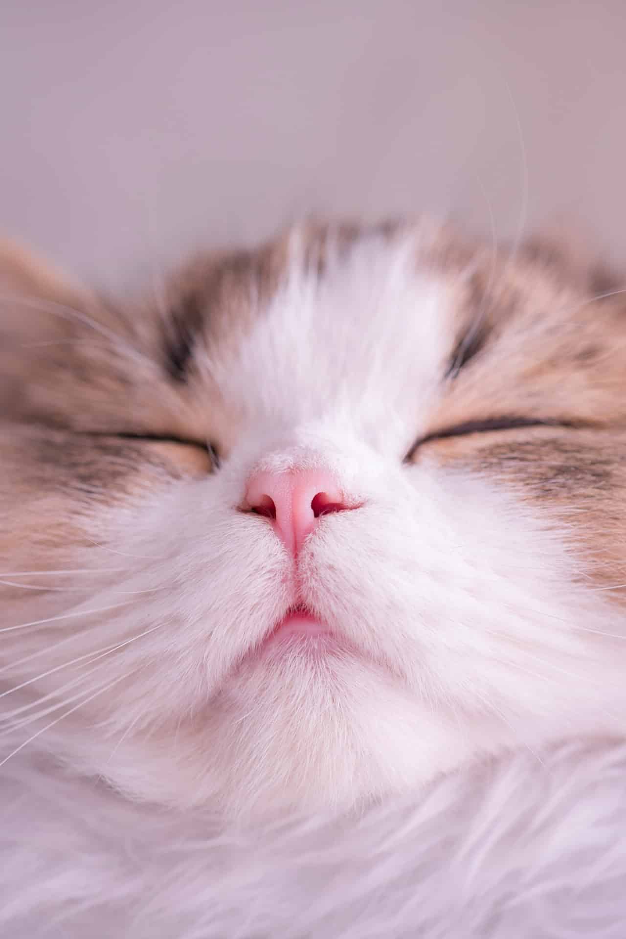 今日萌宠壁纸 016