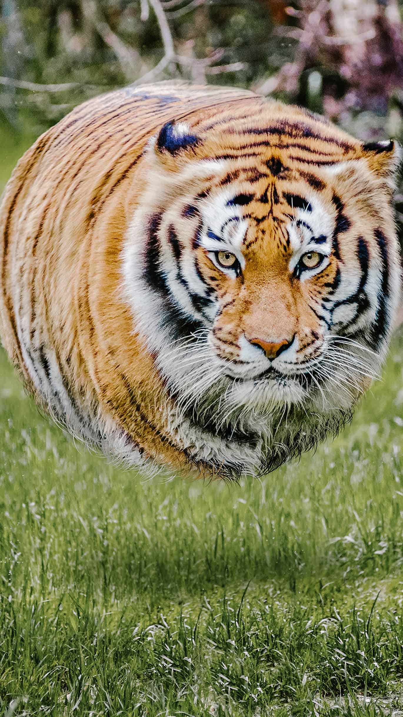 今日萌宠壁纸 016