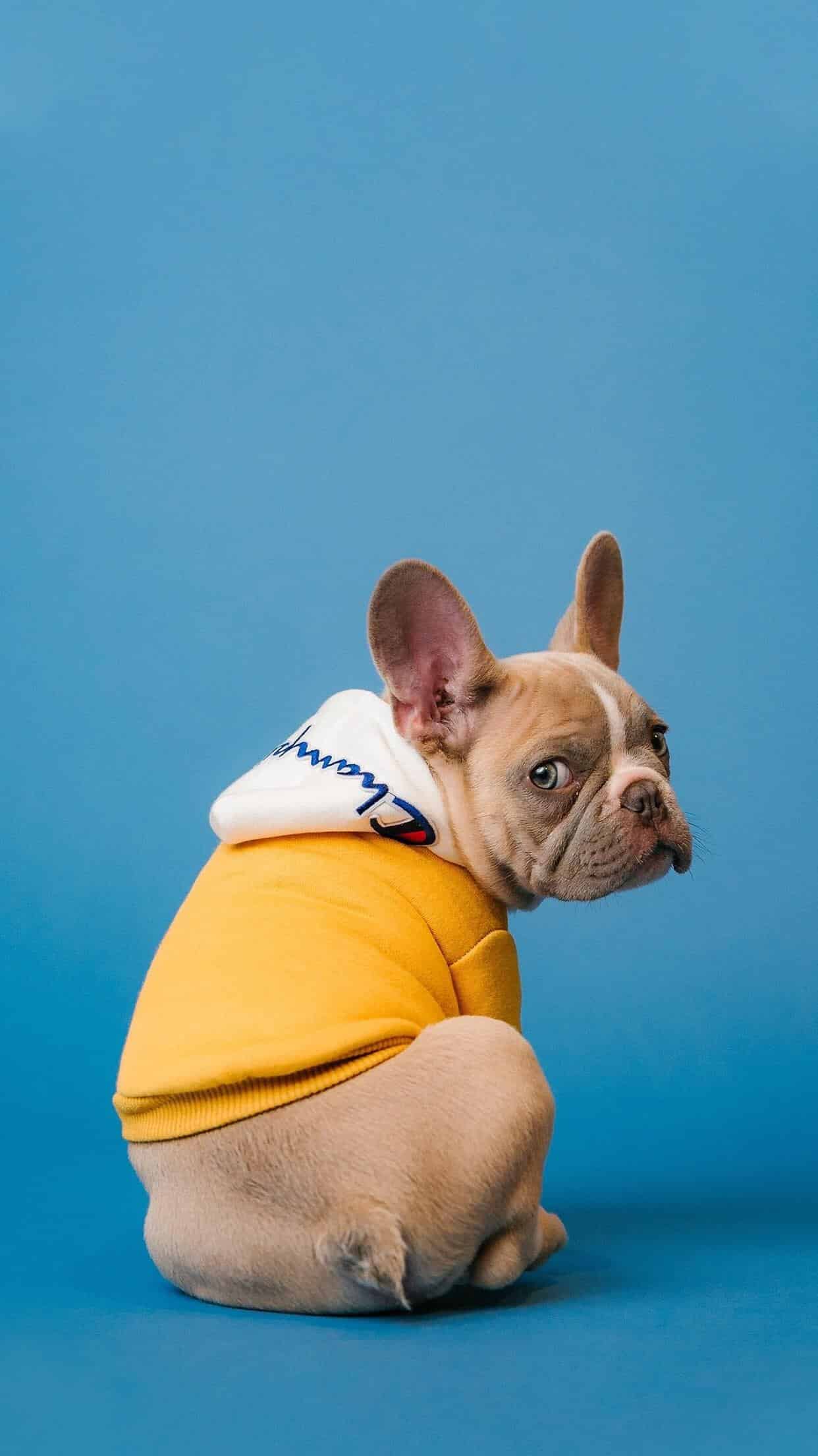 今日萌宠壁纸 016