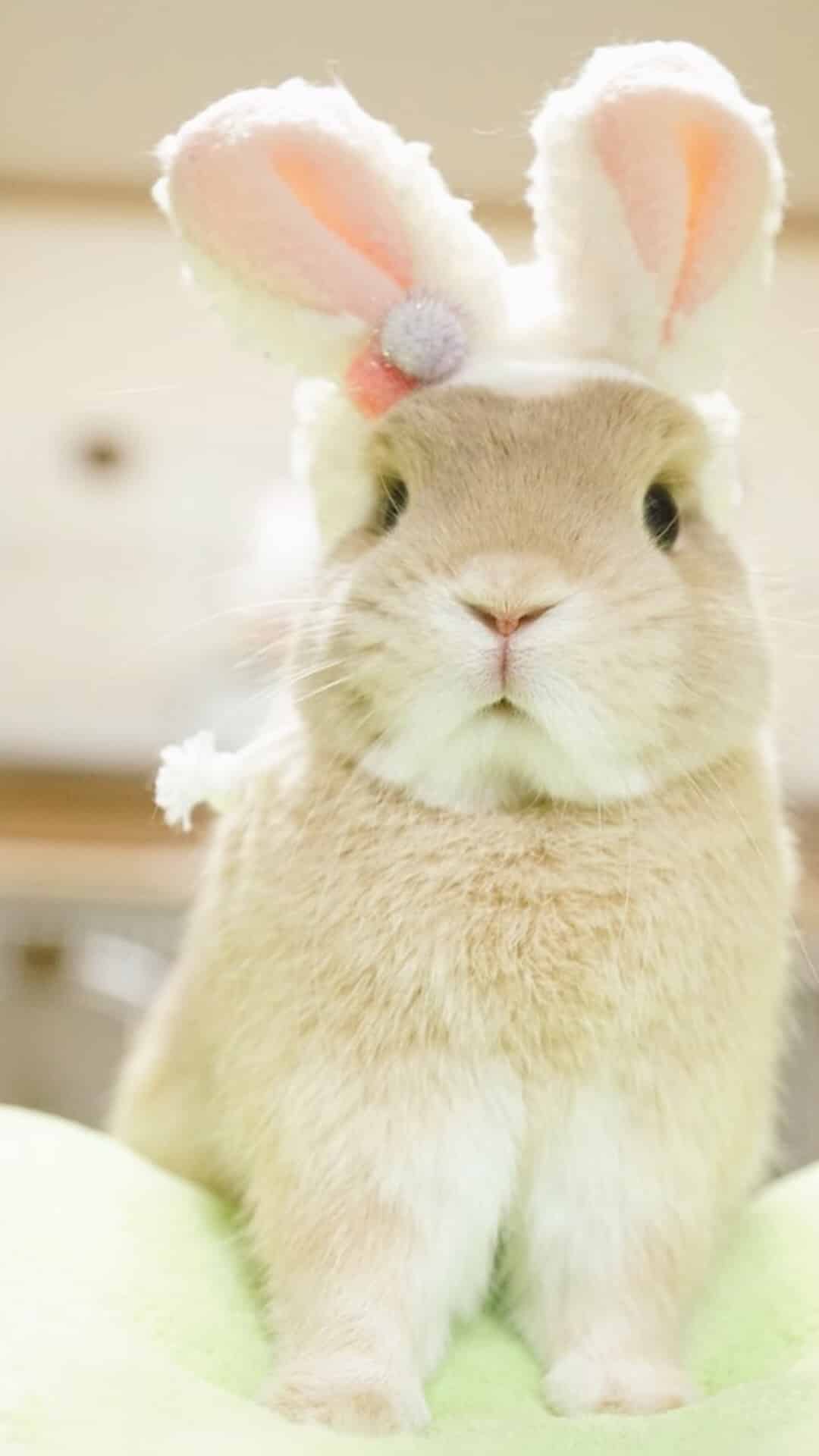 今日萌宠壁纸 016