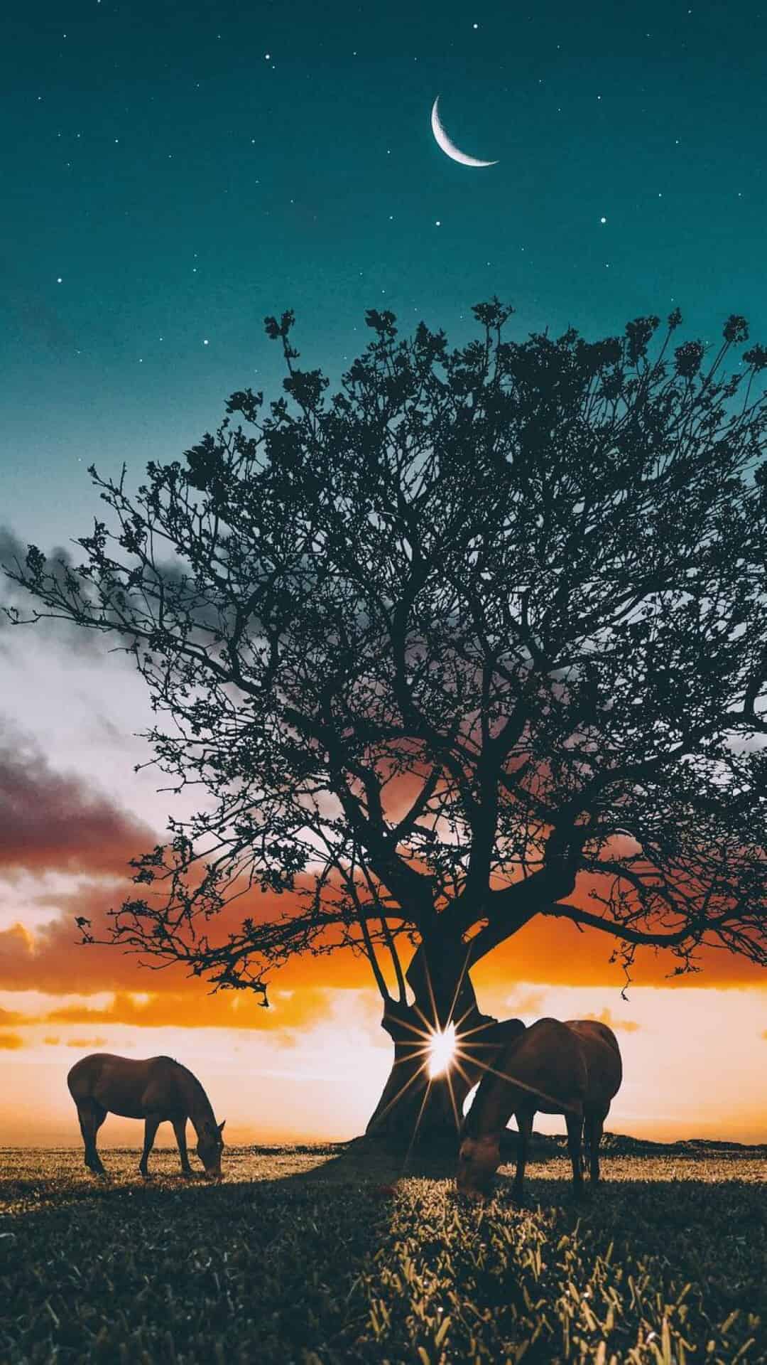 今日萌宠壁纸 017