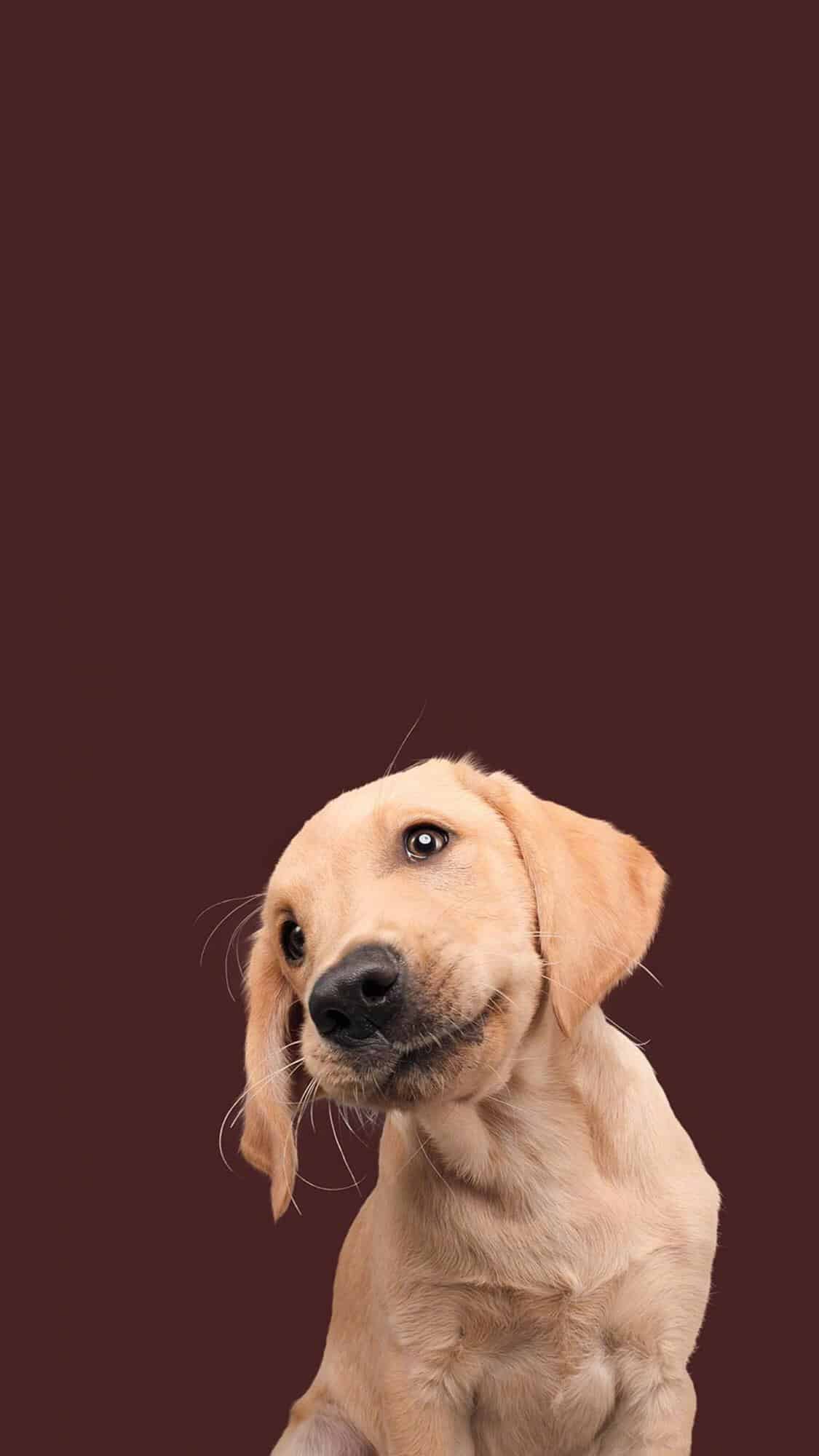 今日萌宠壁纸 017