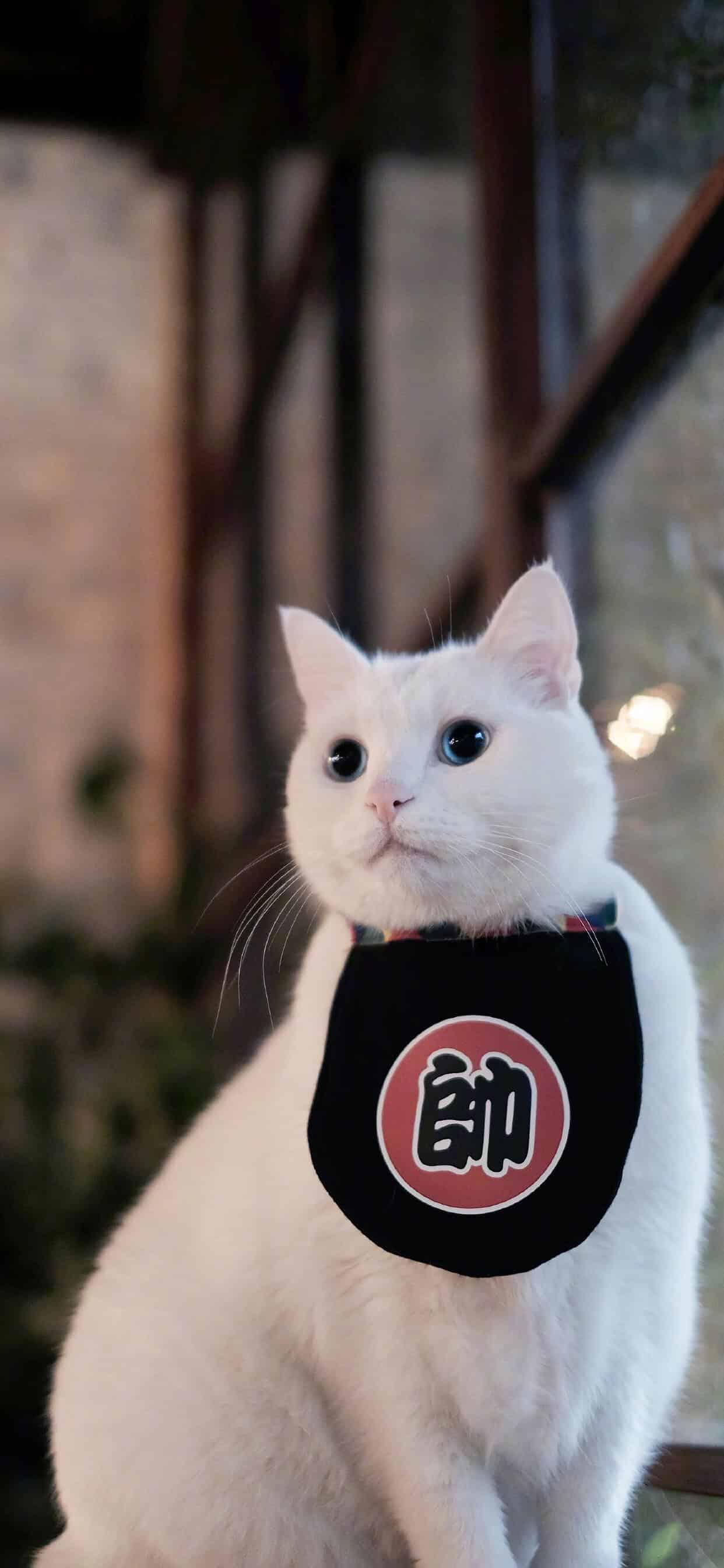 今日萌宠壁纸 017