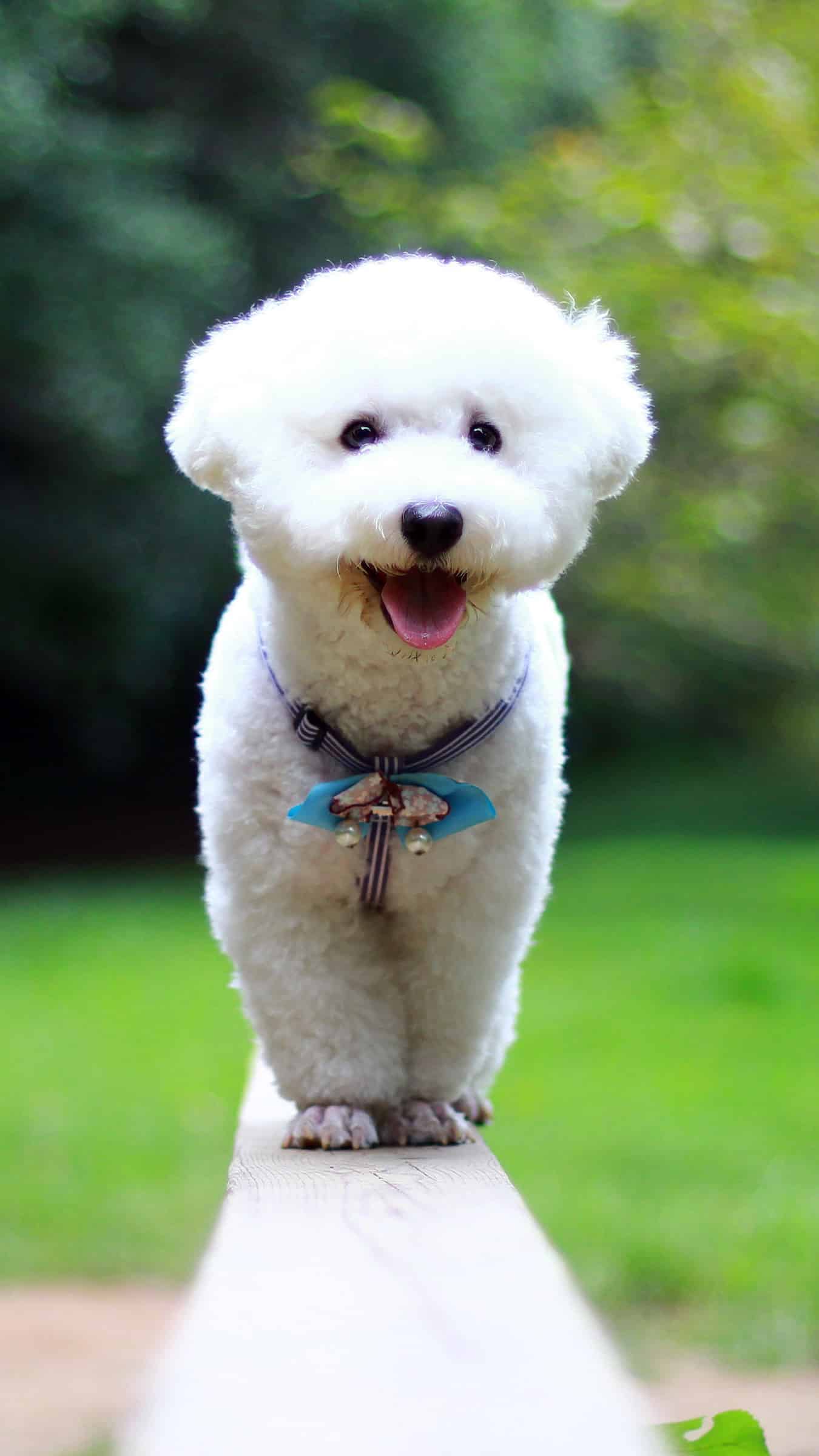 今日萌宠壁纸 017