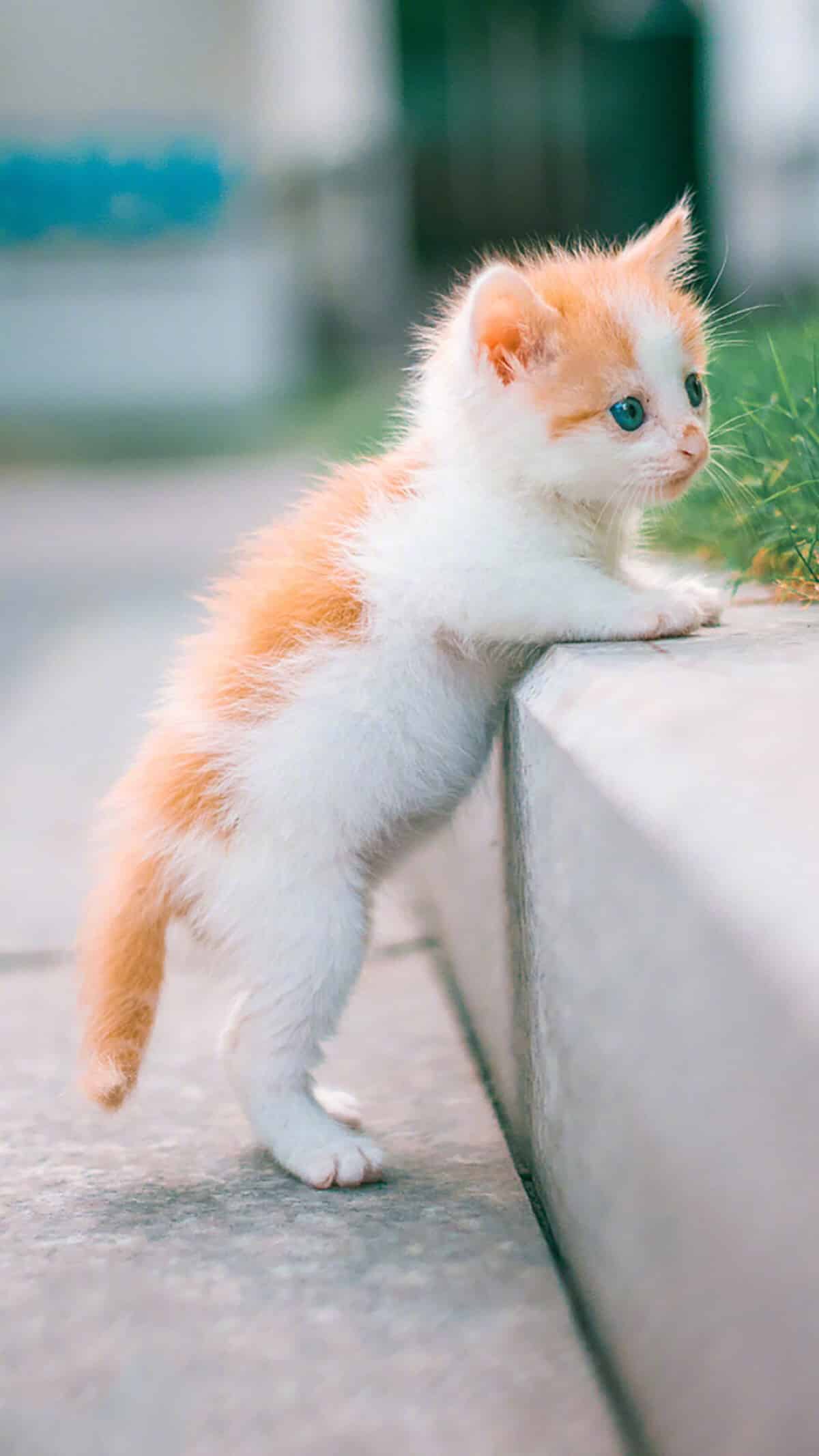 今日萌宠壁纸 017