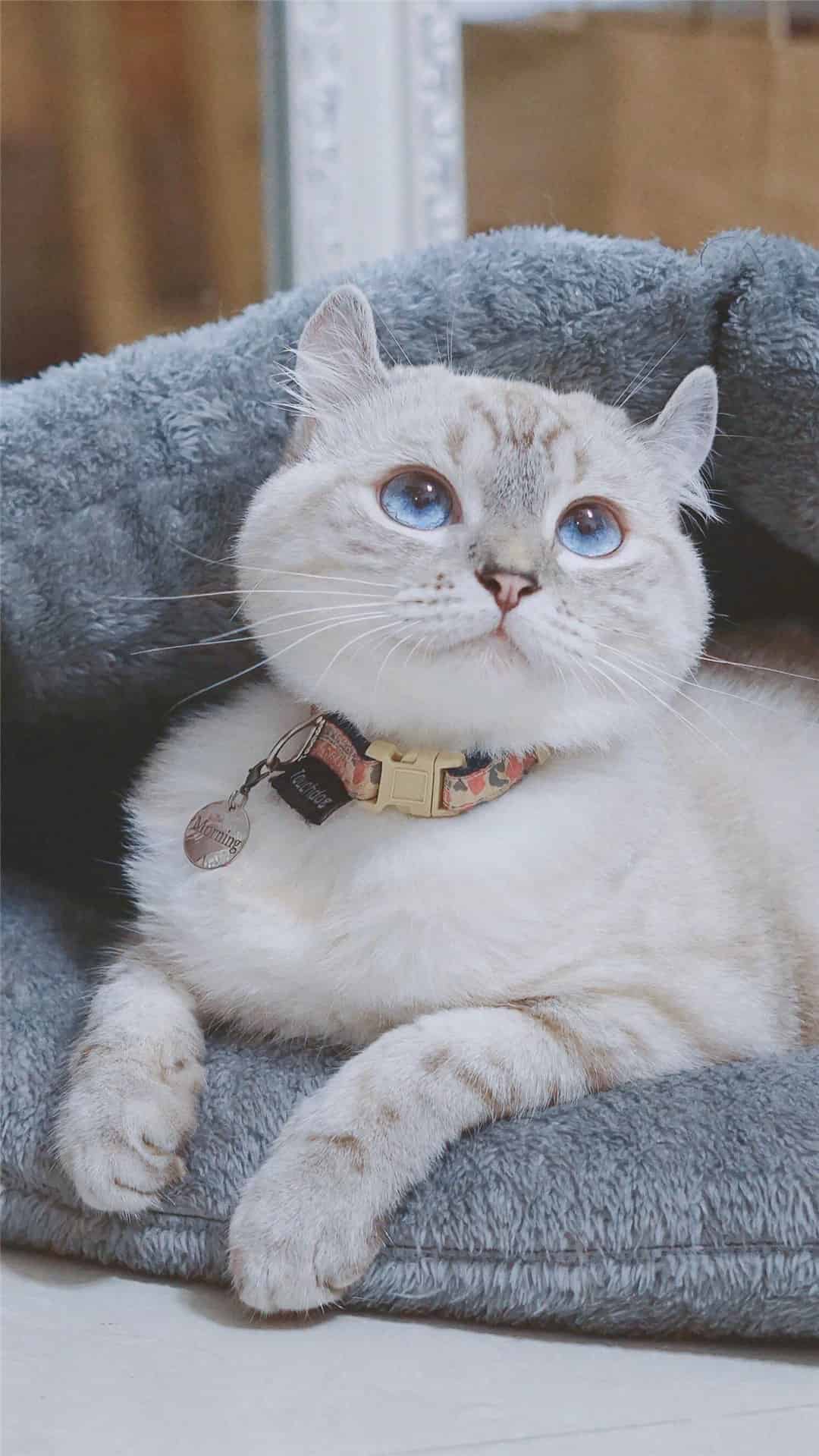 今日萌宠壁纸 017