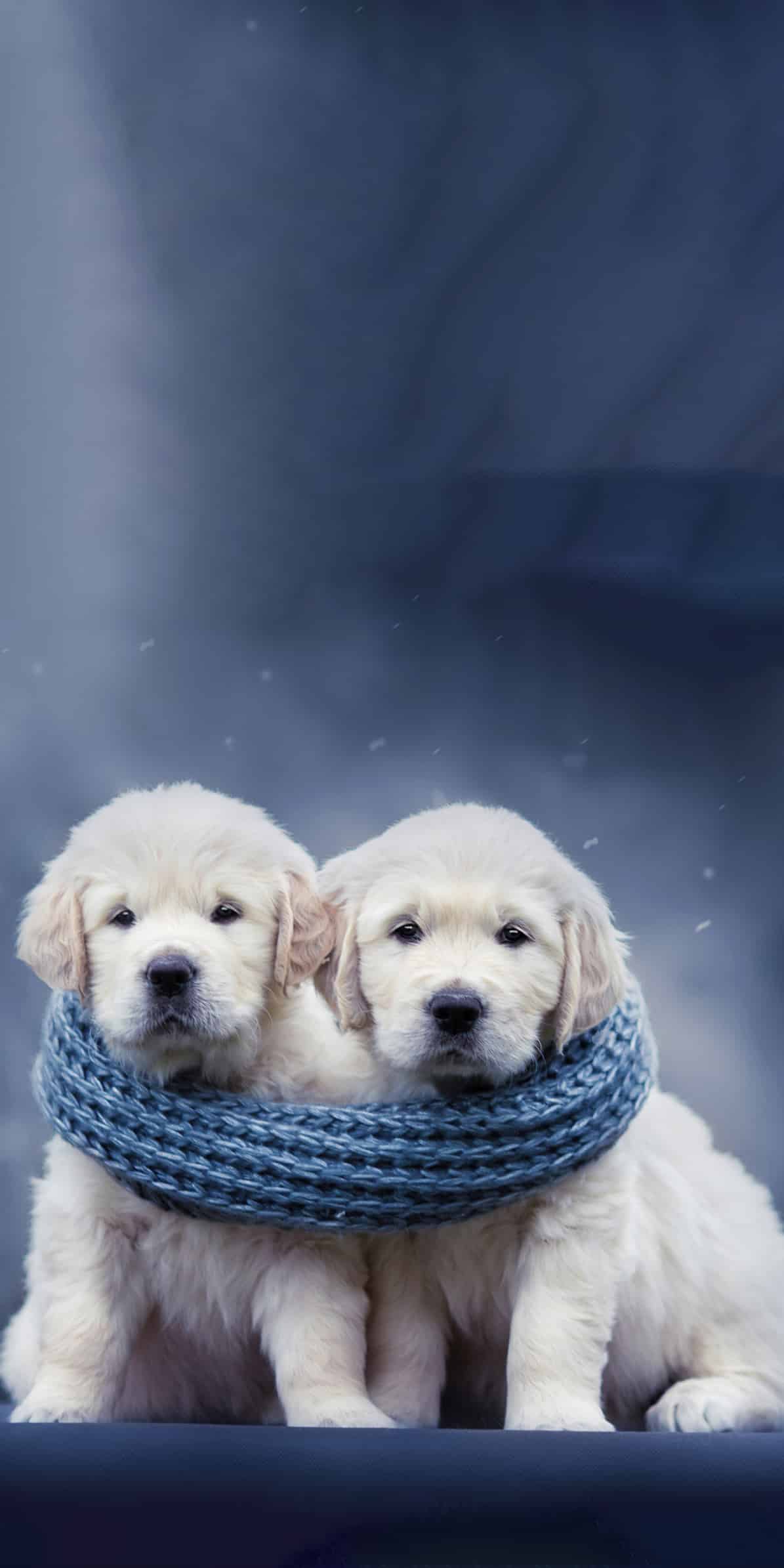 今日萌宠壁纸 018