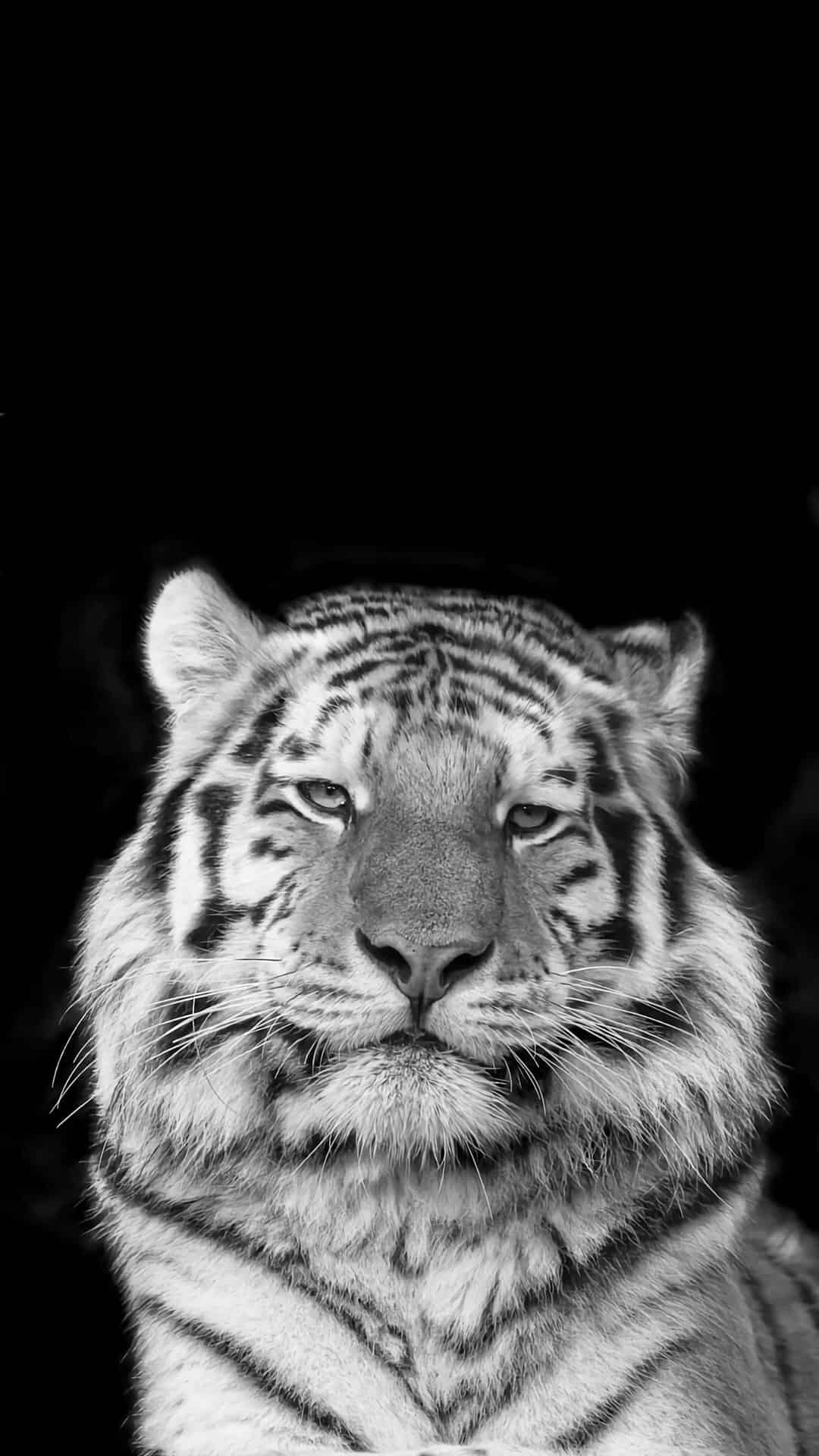 今日萌宠壁纸 018