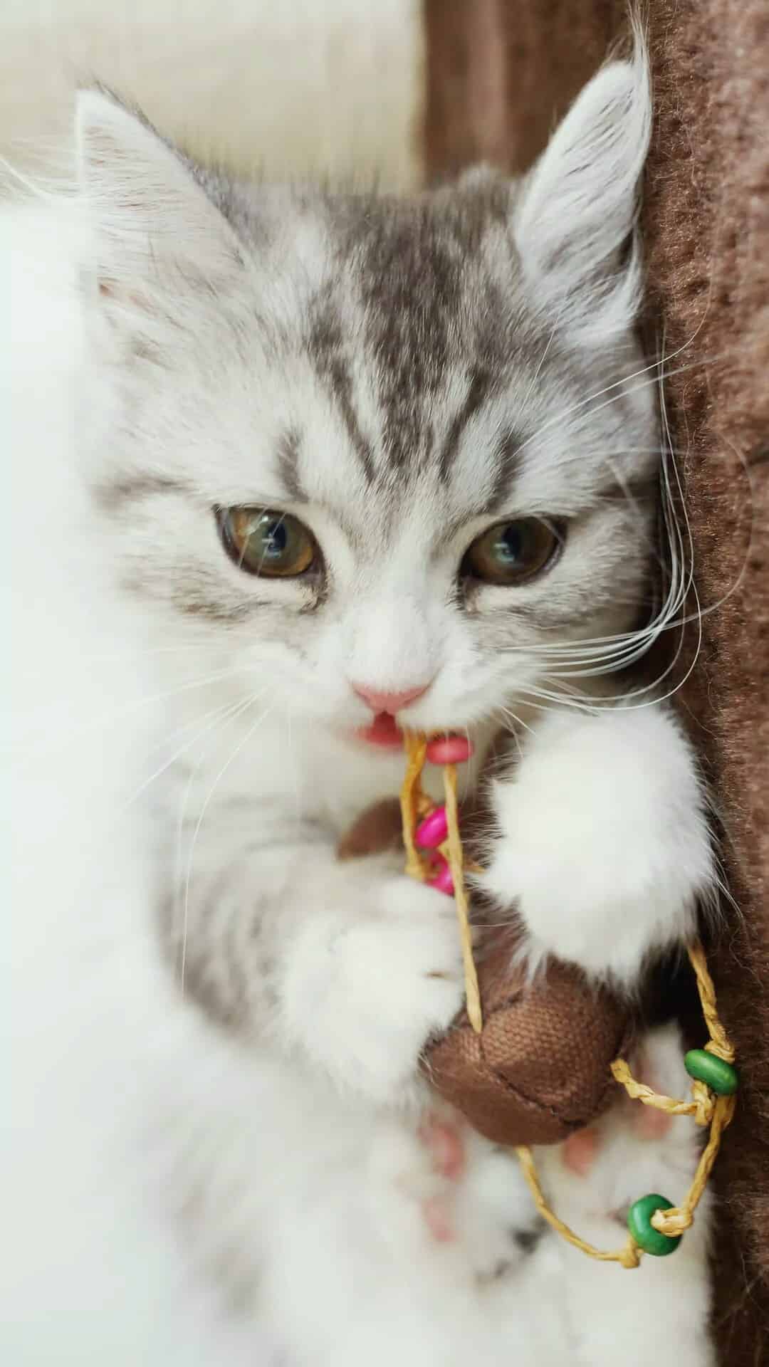 今日萌宠壁纸 018