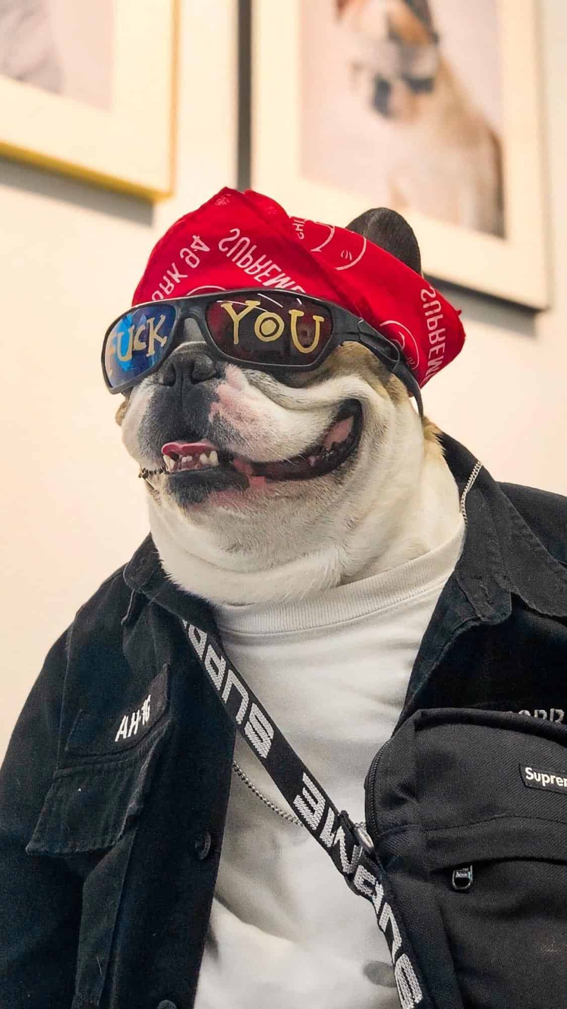 今日萌宠壁纸 018