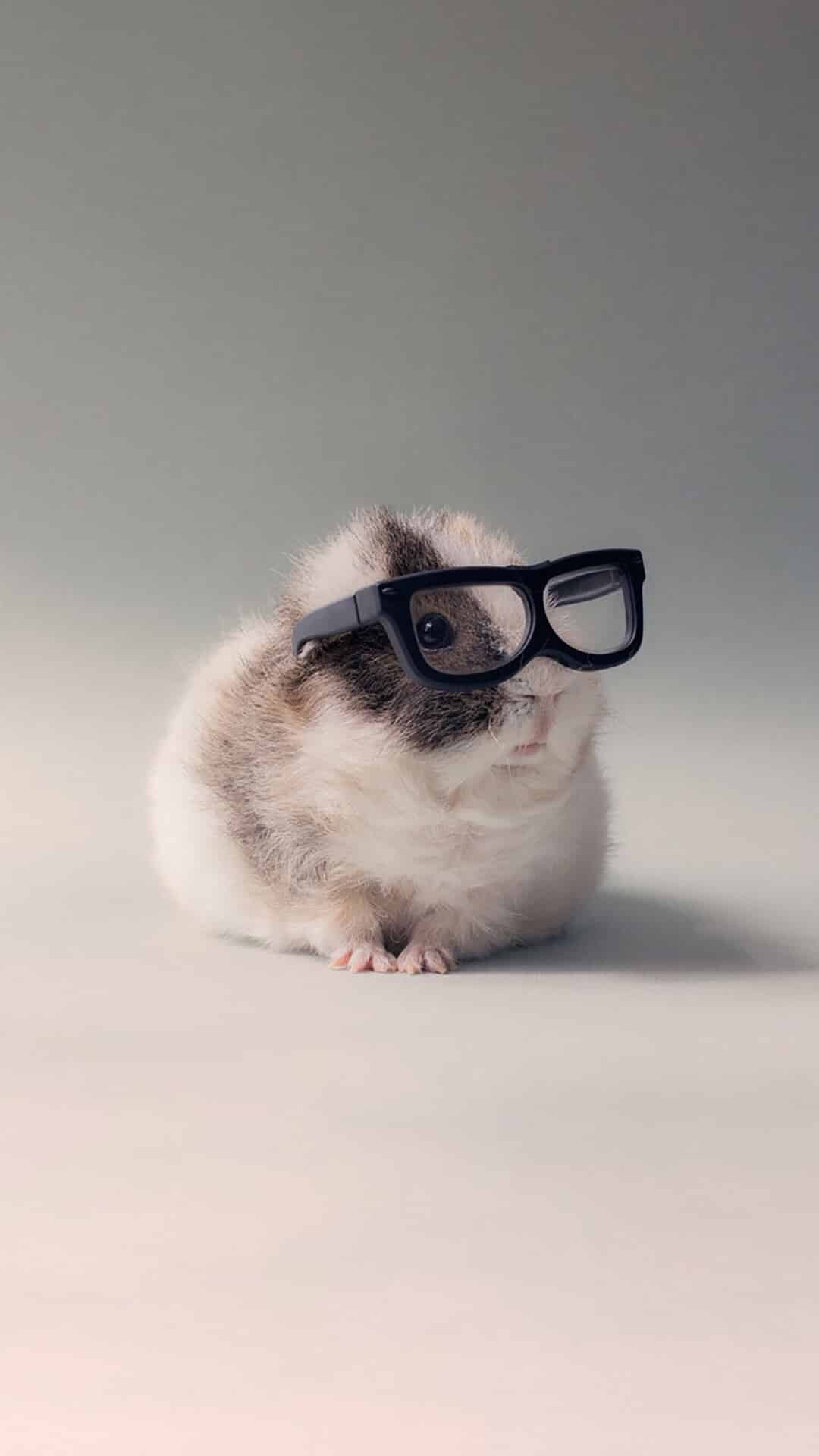 今日萌宠壁纸 018