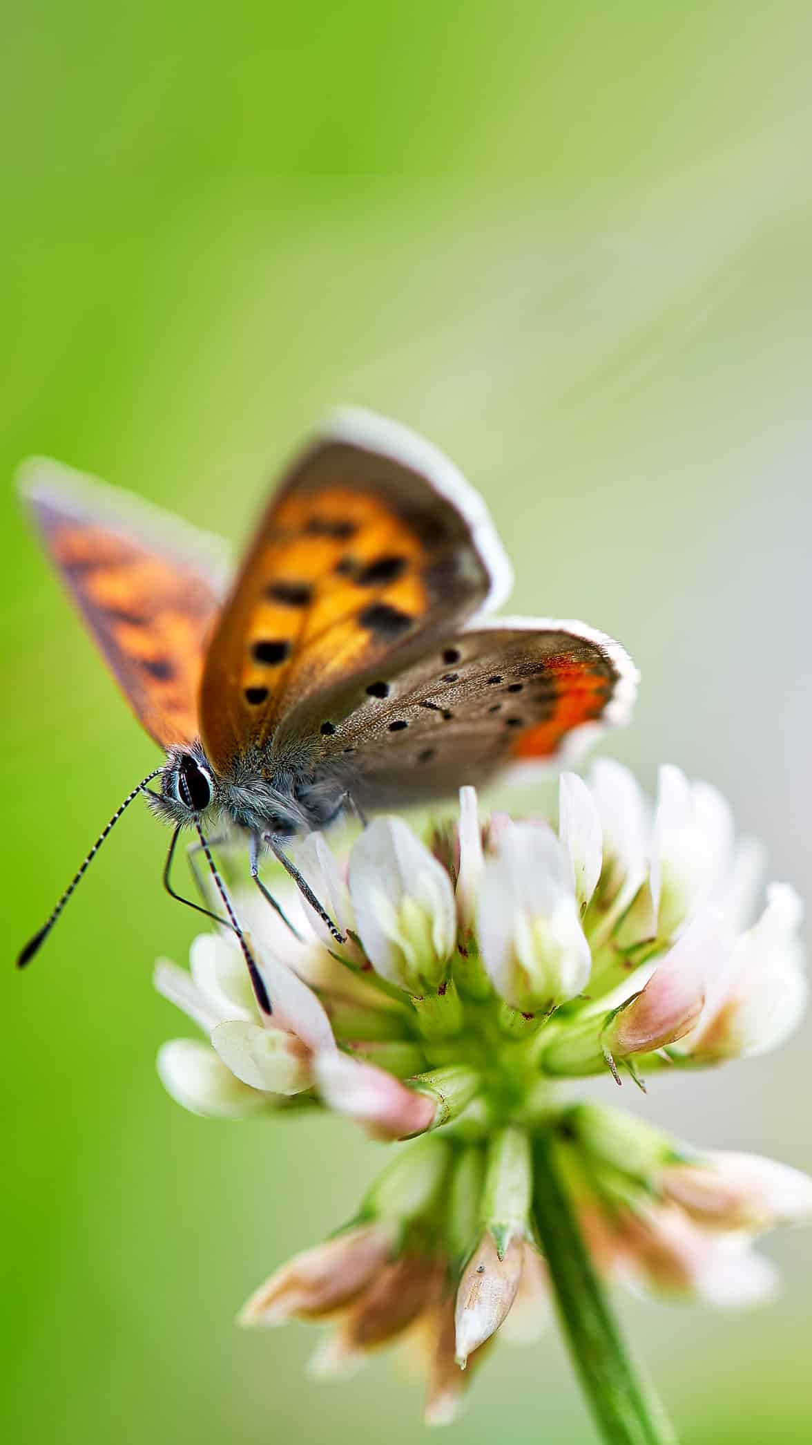 今日萌宠壁纸 019