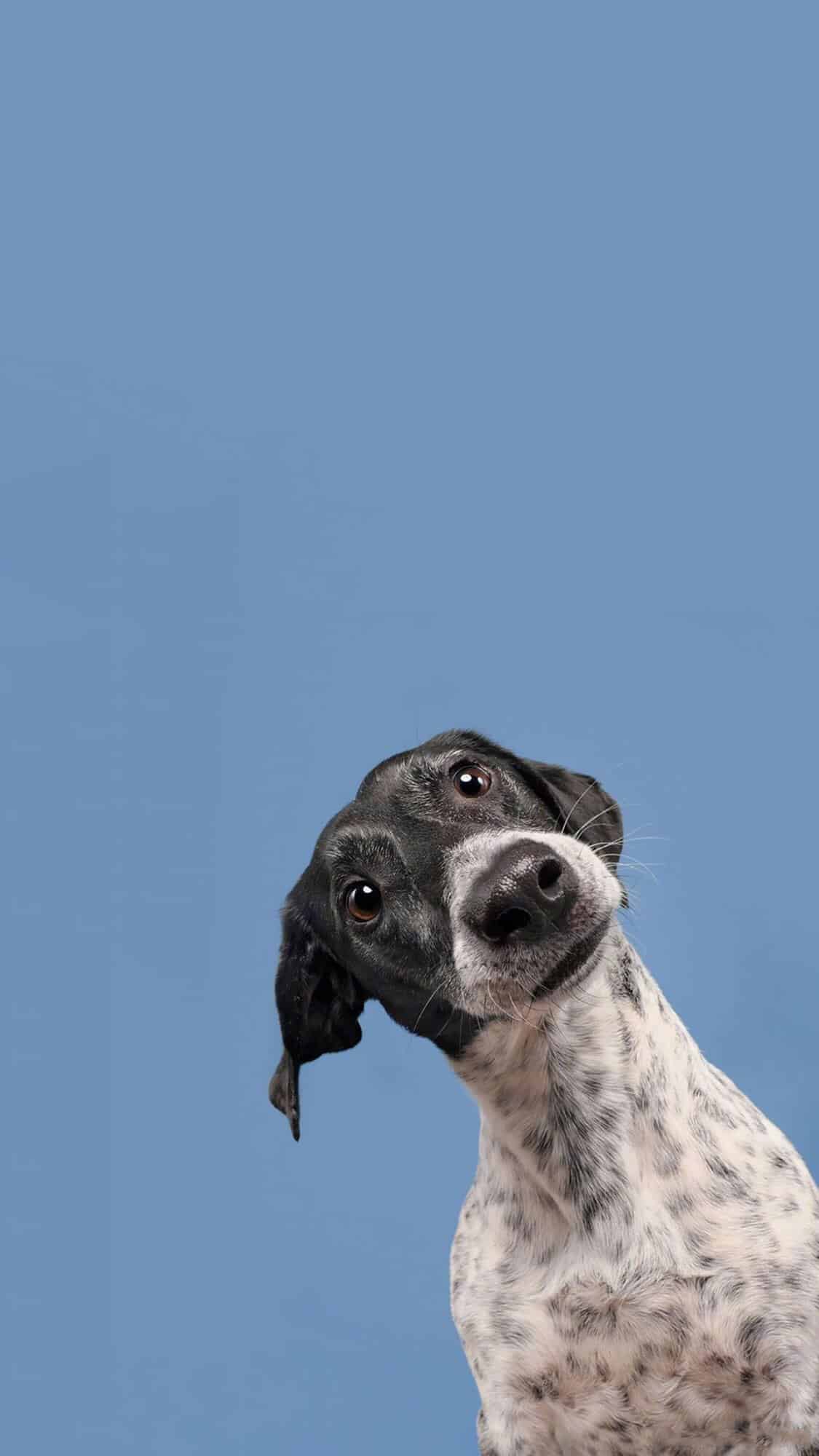 今日萌宠壁纸 019