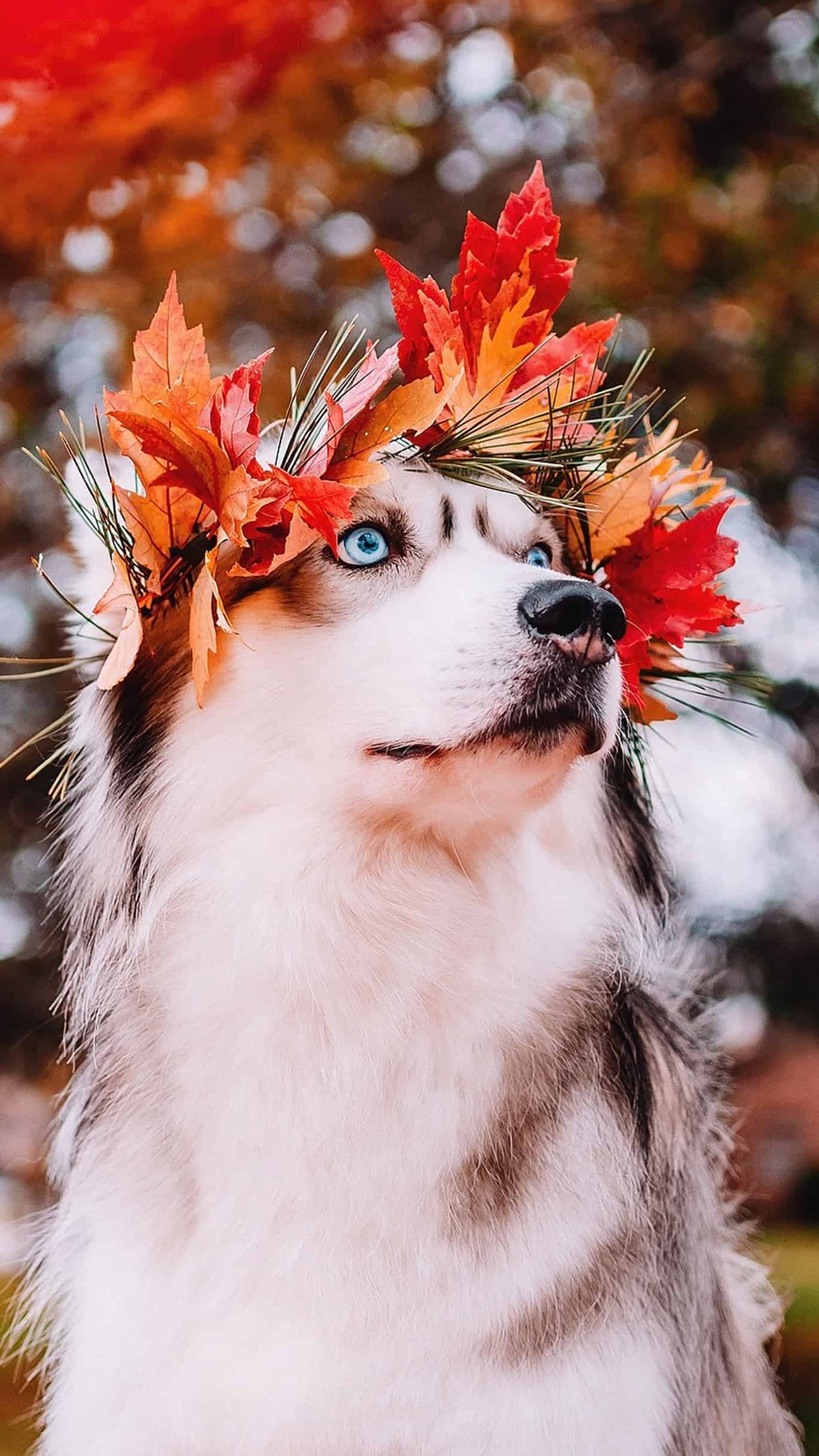 今日萌宠壁纸 019