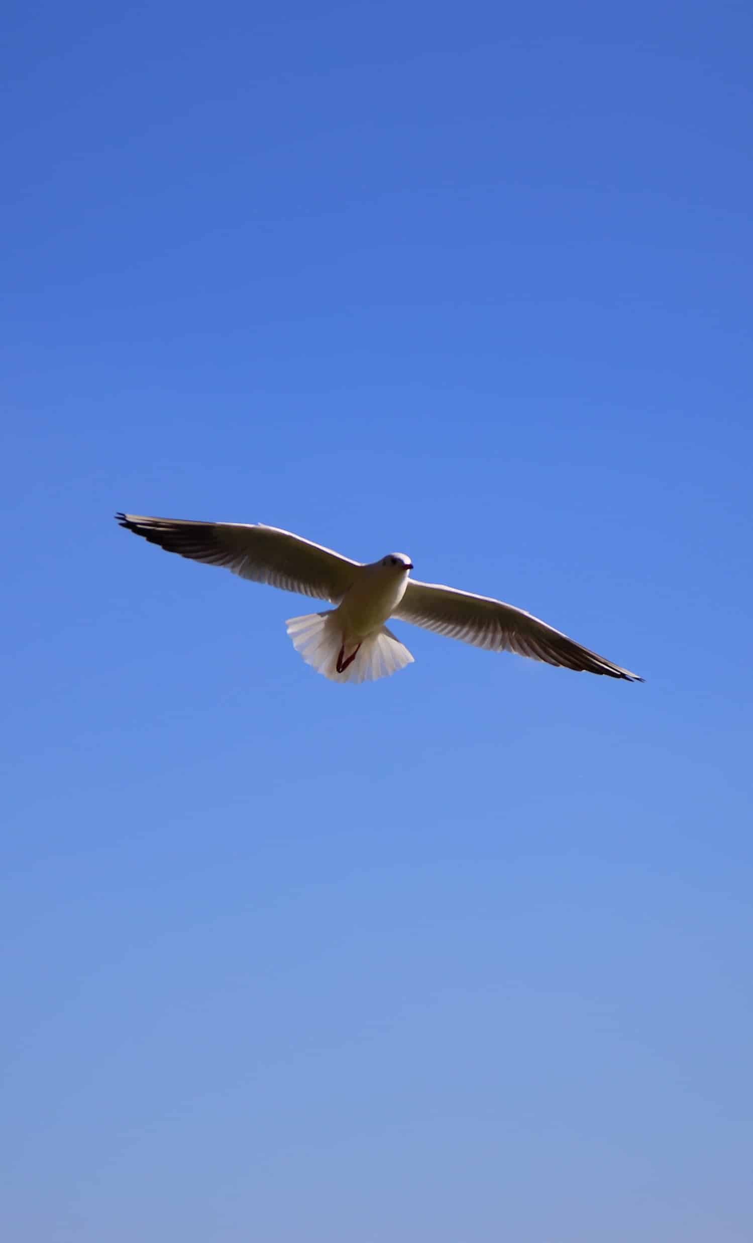 今日萌宠壁纸 019