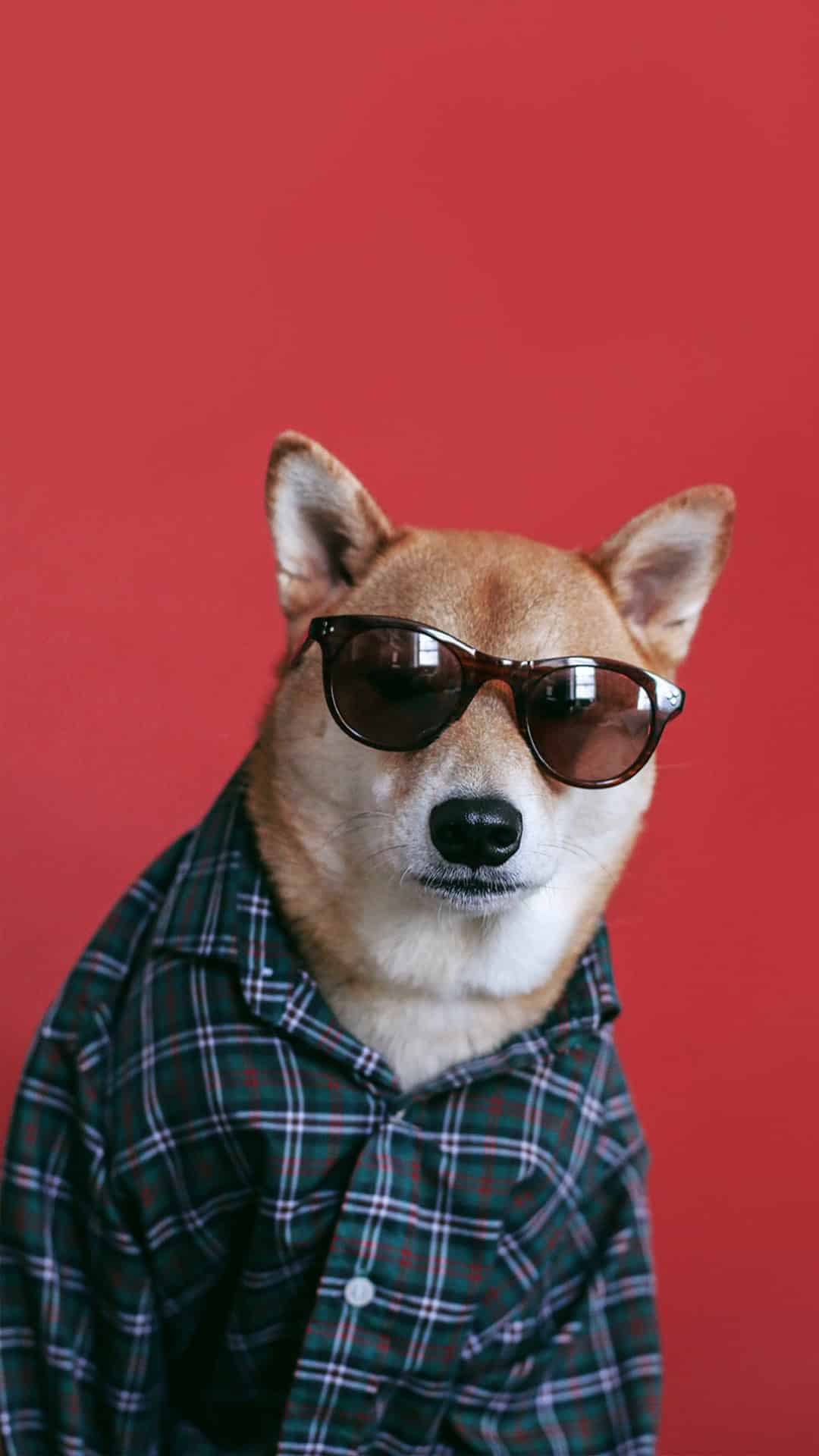 今日萌宠壁纸 019