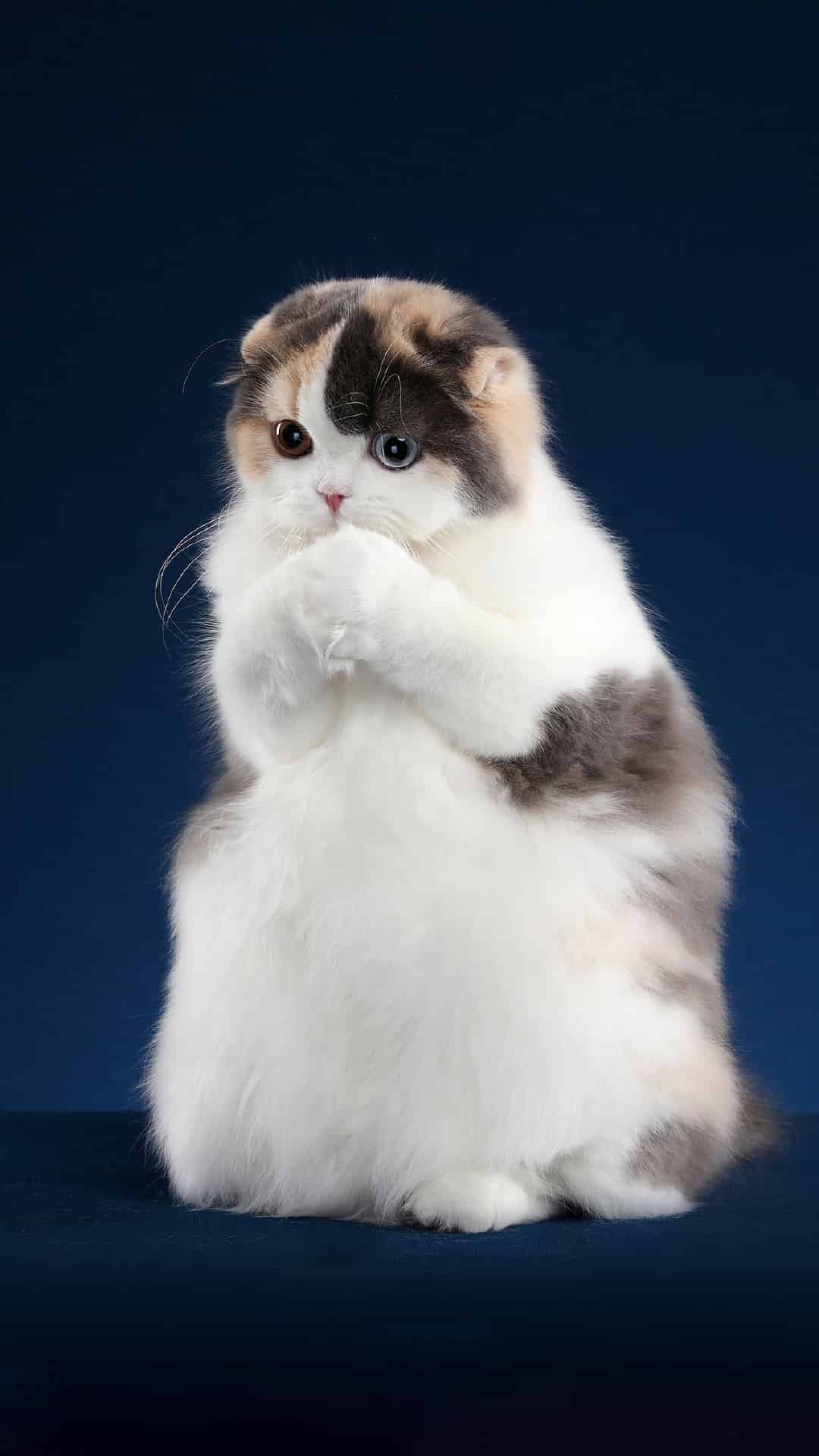 今日萌宠壁纸 019