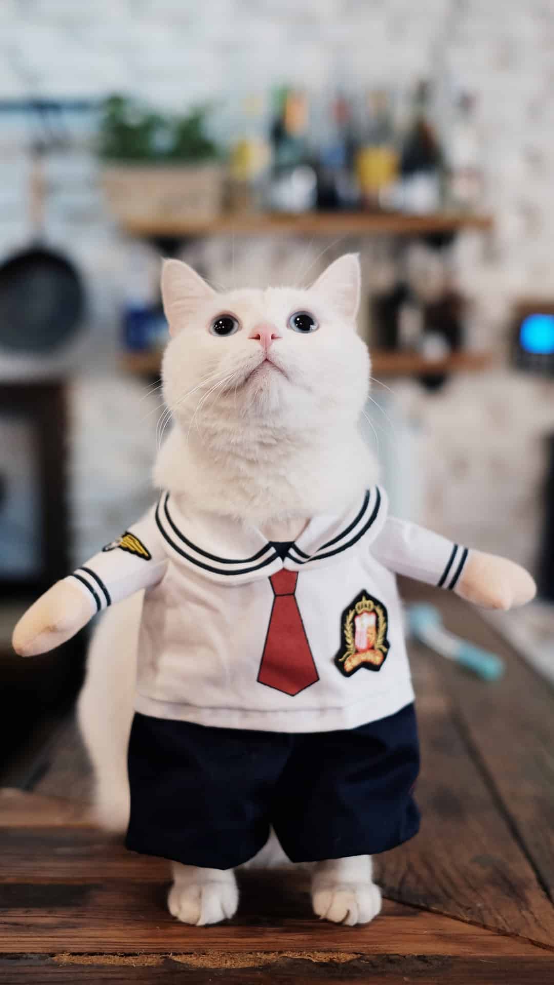 今日萌宠壁纸 019