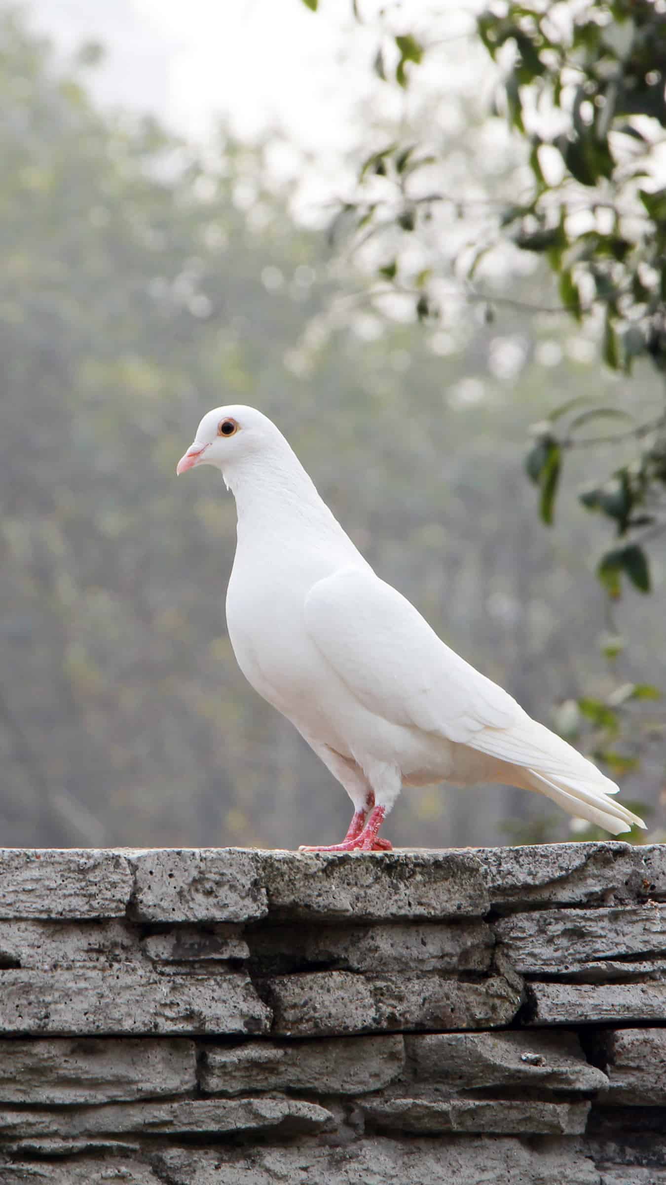 今日萌宠壁纸 019