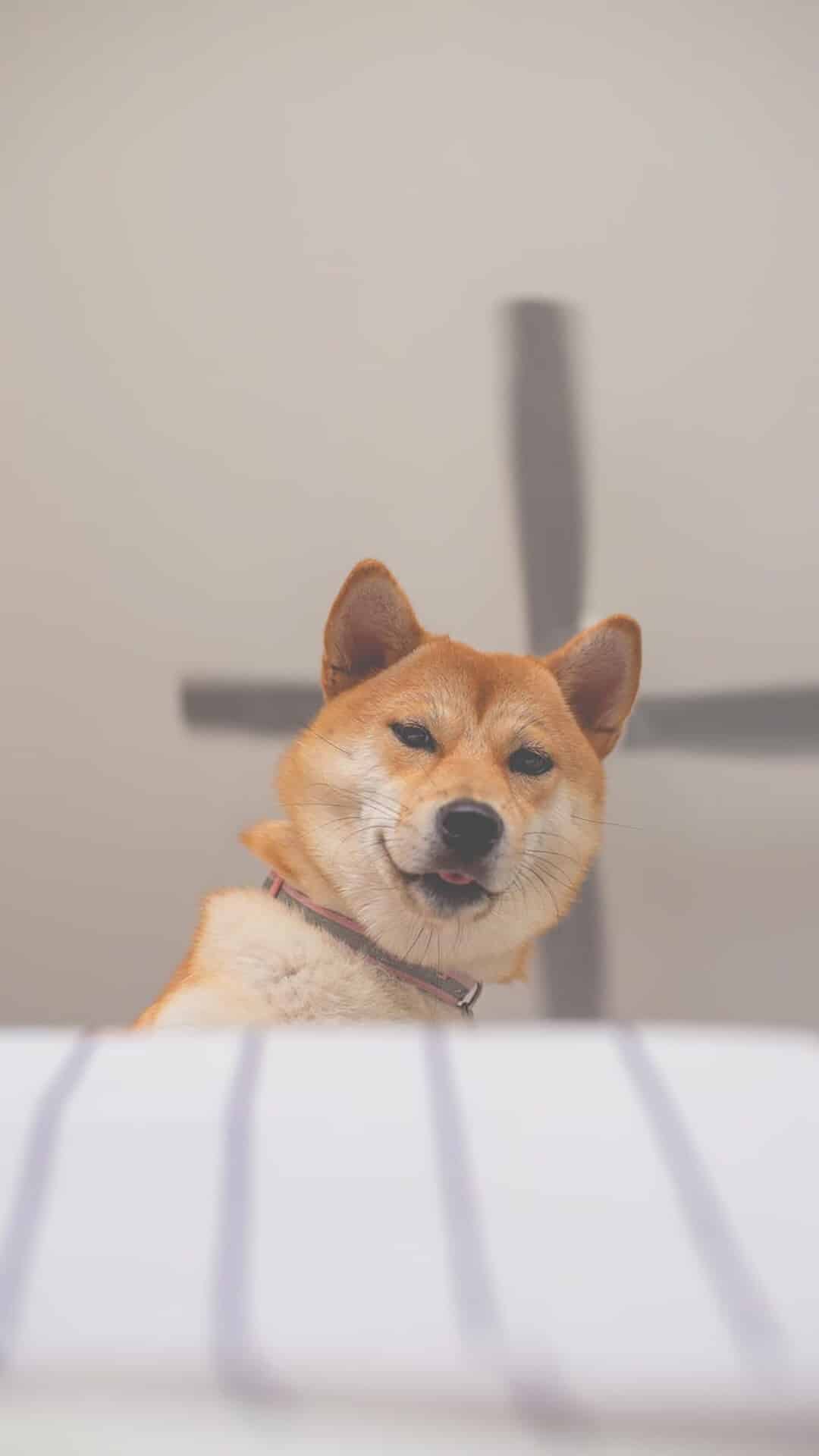 今日萌宠壁纸 020