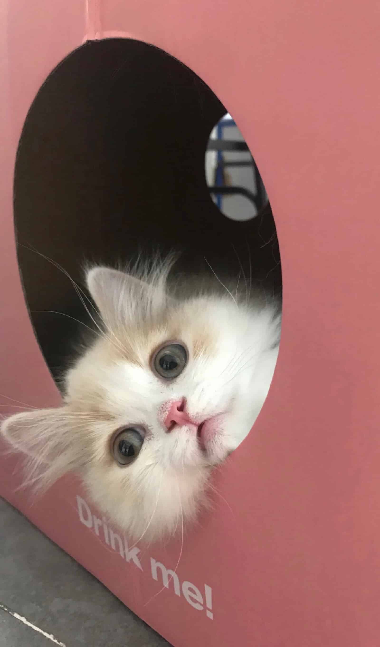 今日萌宠壁纸 020