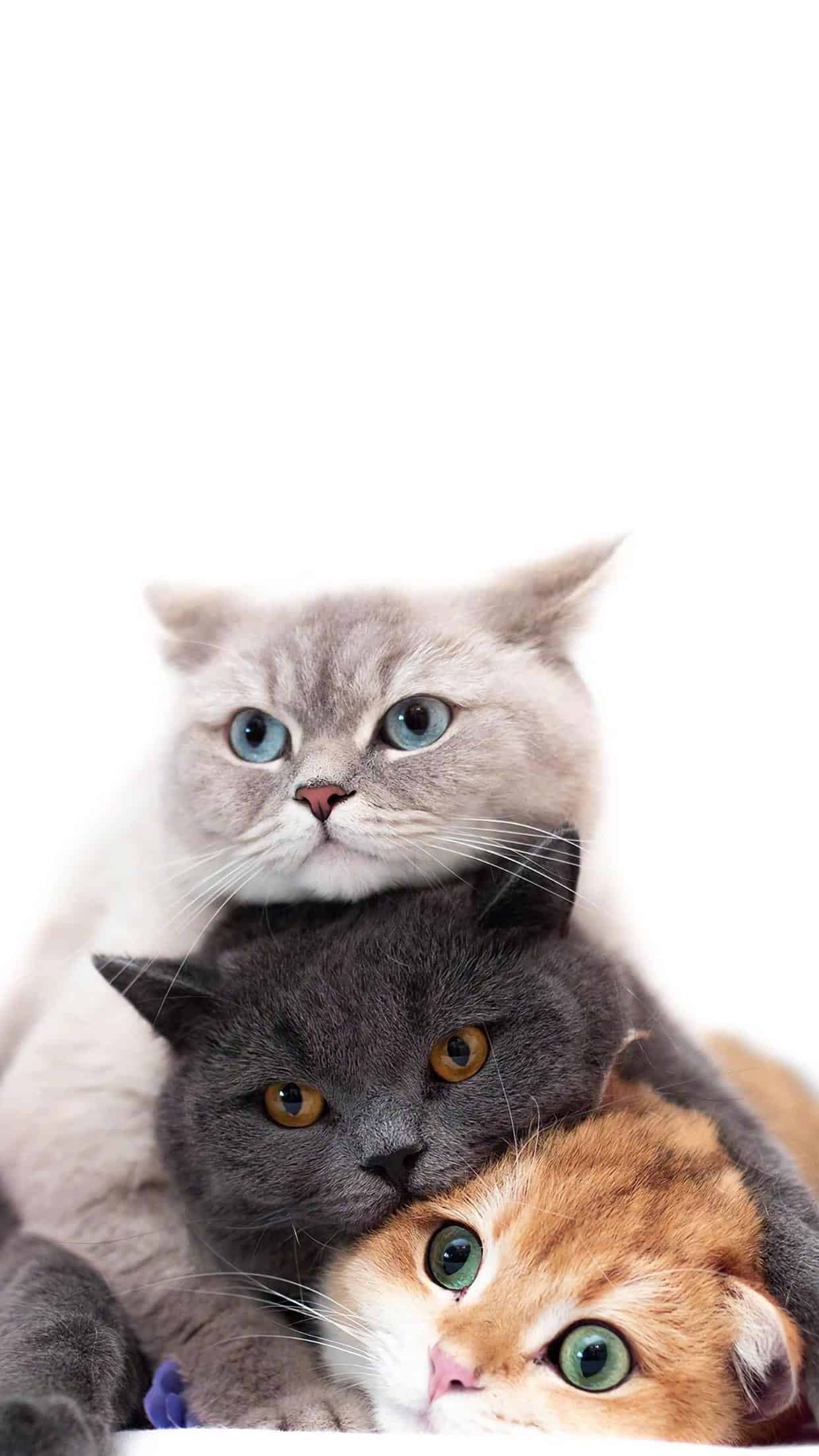 今日萌宠壁纸 020