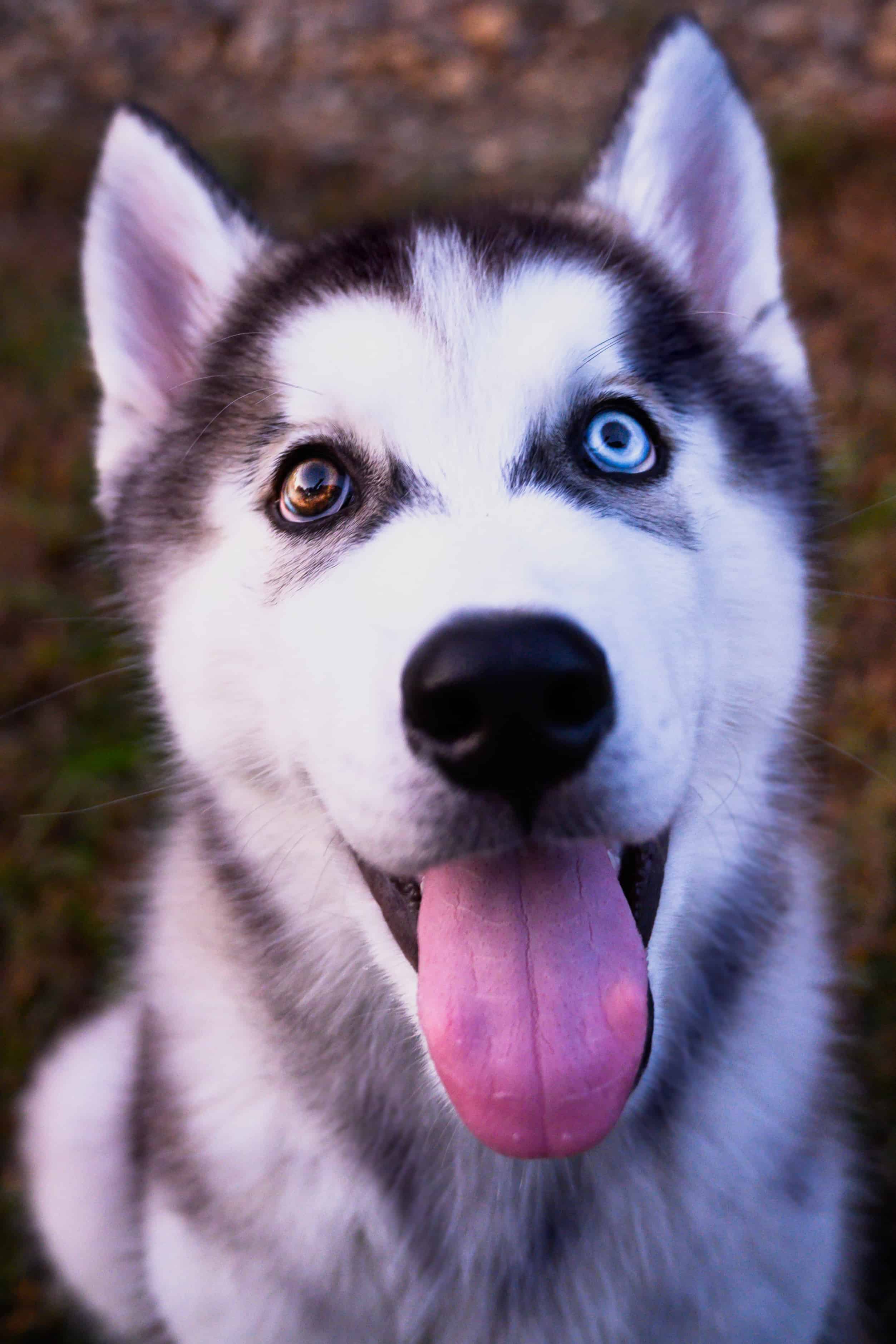 今日萌宠壁纸 020