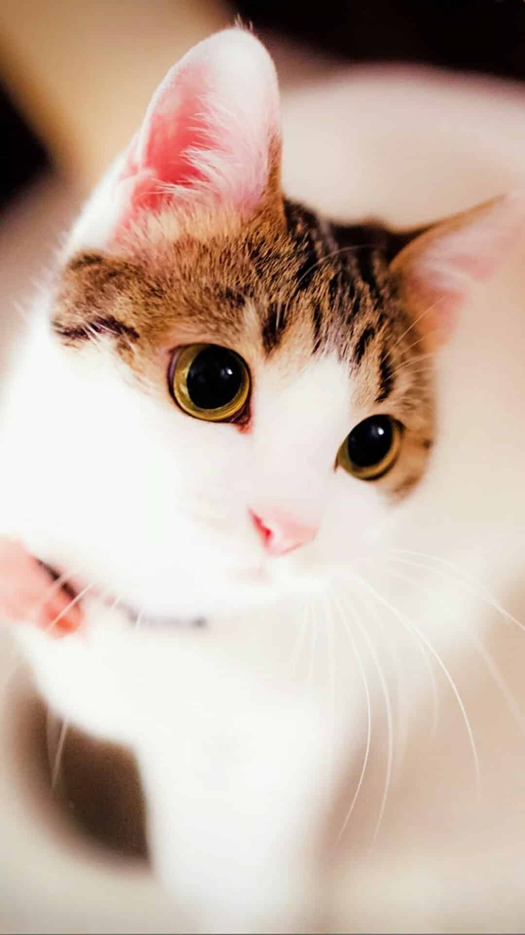 今日萌宠壁纸 020