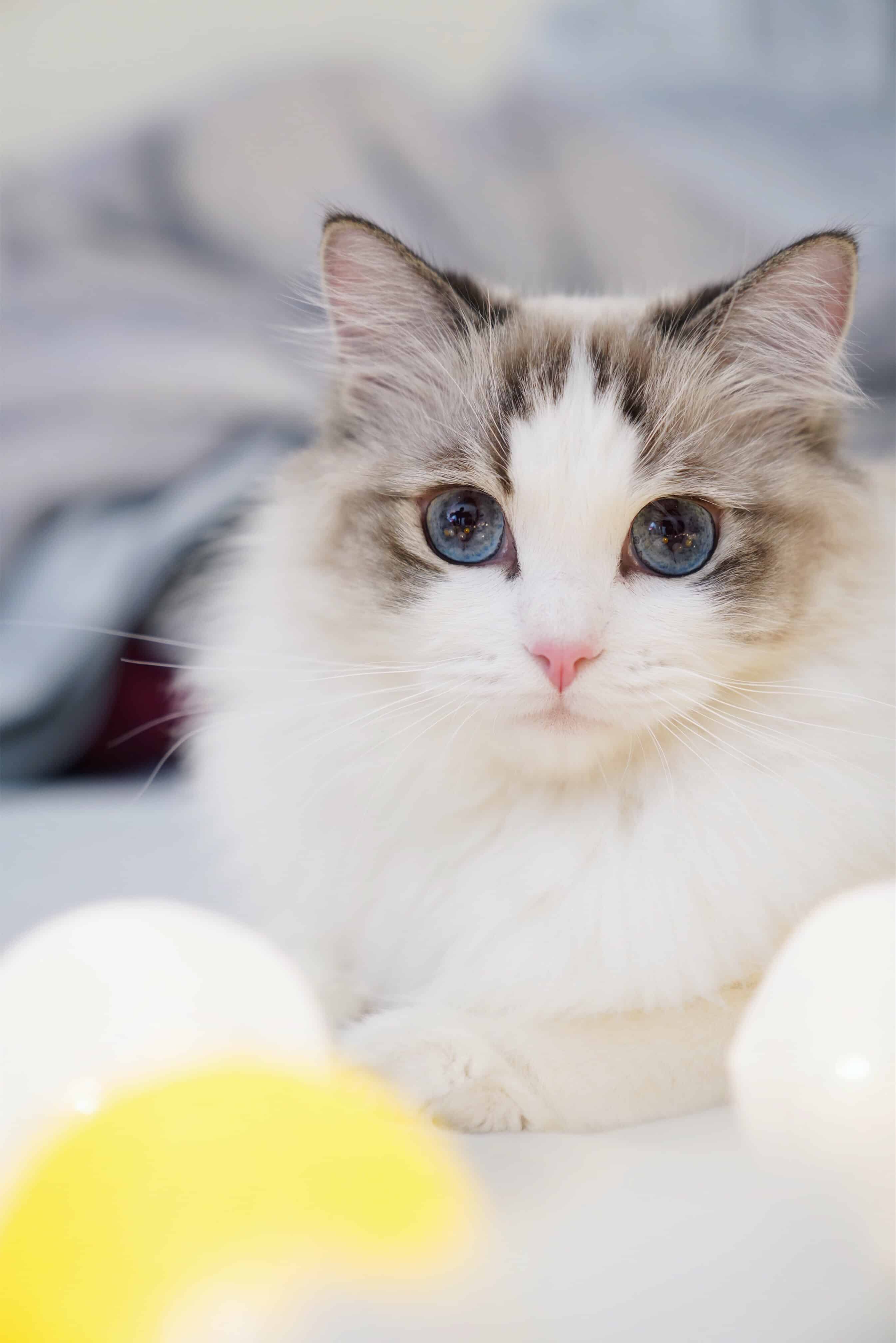 今日萌宠壁纸 020