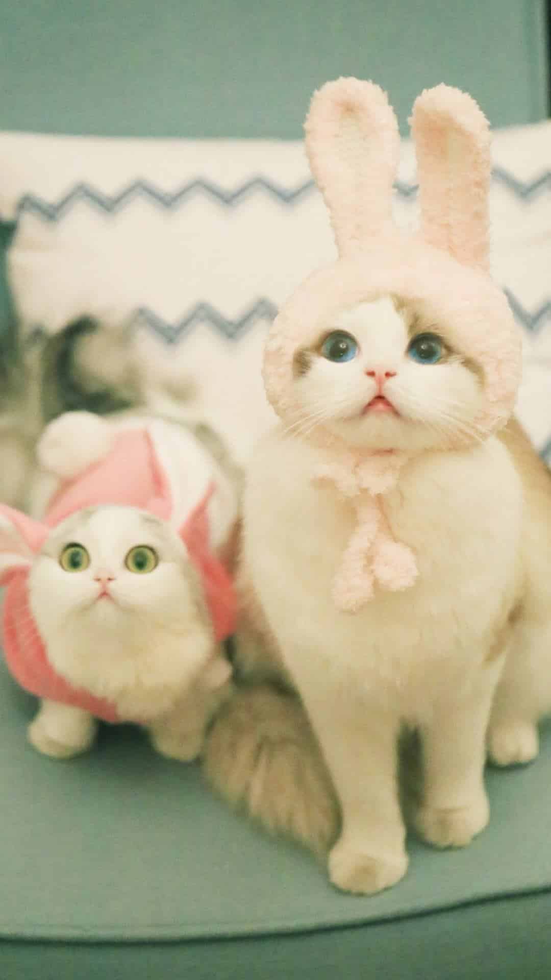 今日萌宠壁纸 020