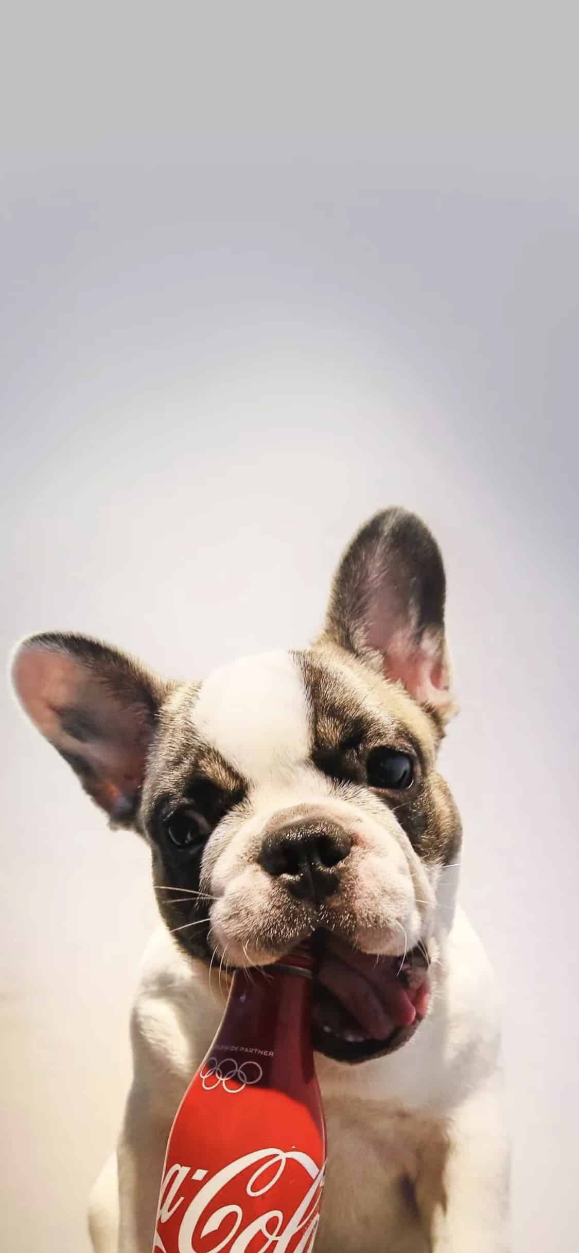 今日萌宠壁纸 020