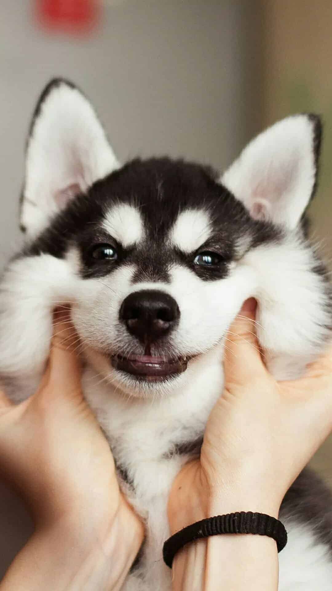 今日萌宠壁纸 020