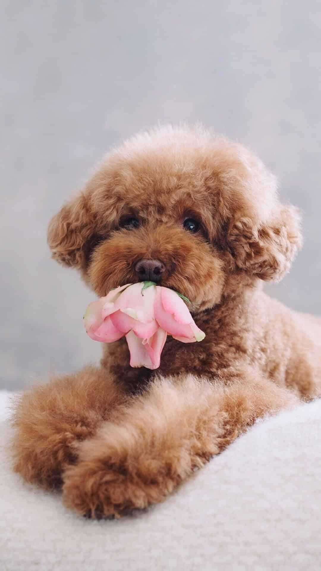 今日萌宠壁纸 021