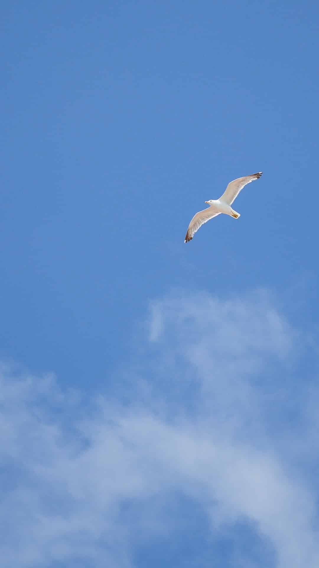 今日萌宠壁纸 021