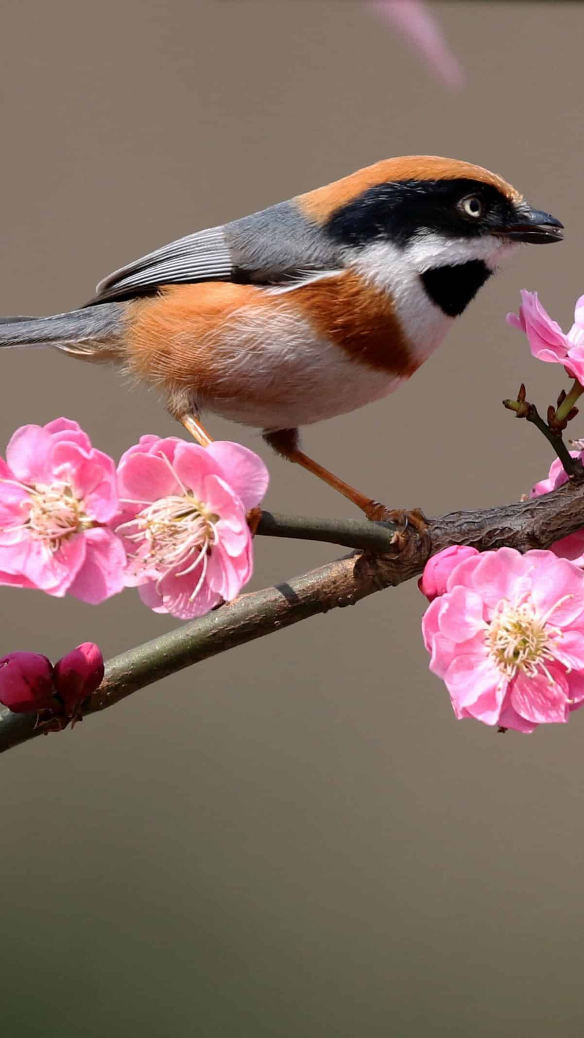 今日萌宠壁纸 021