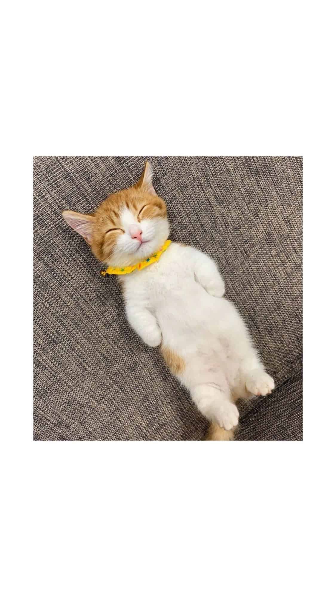 今日萌宠壁纸 021