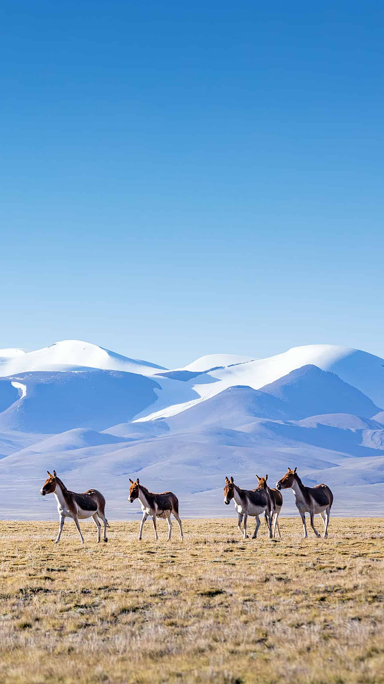 今日萌宠壁纸 021