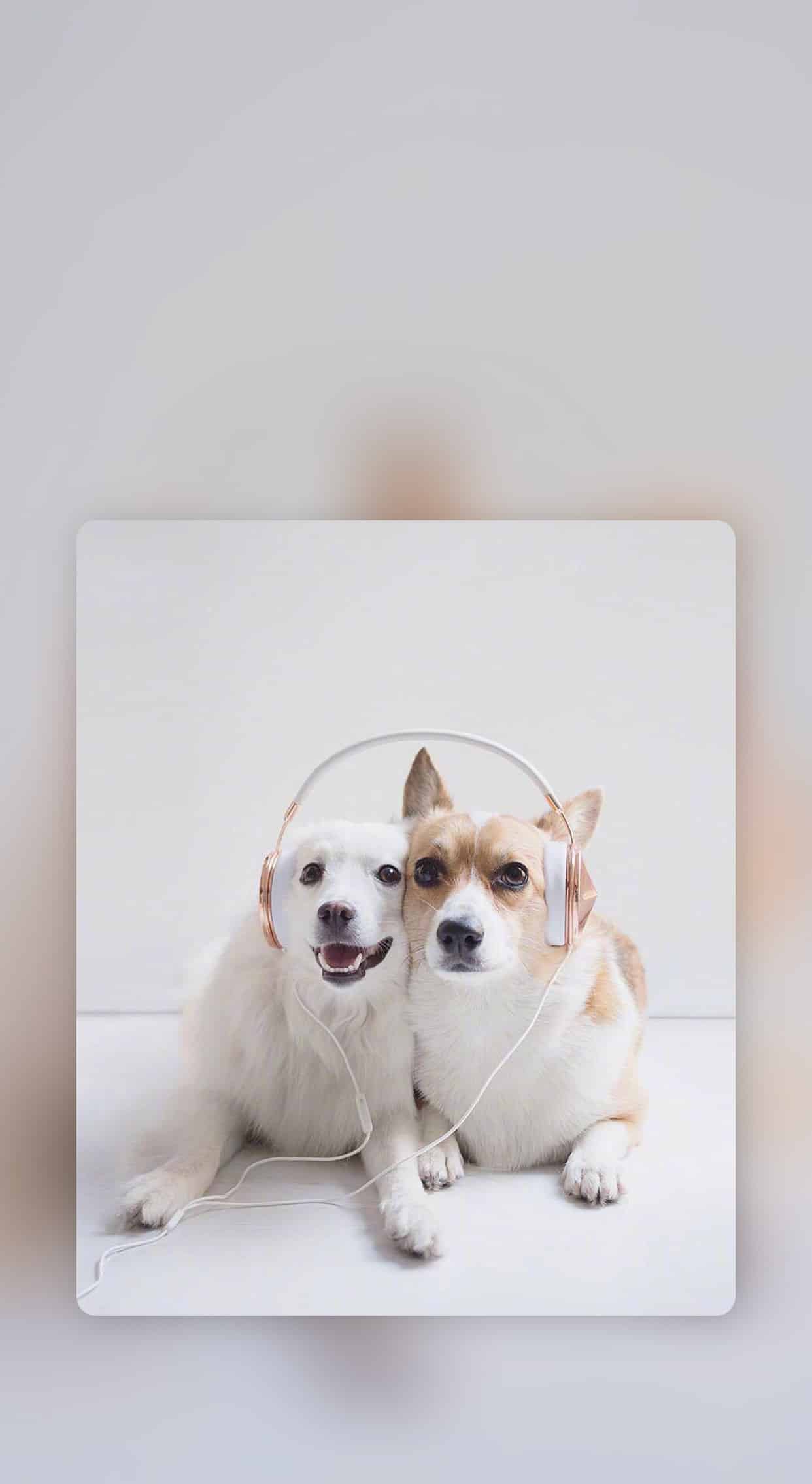 今日萌宠壁纸 022