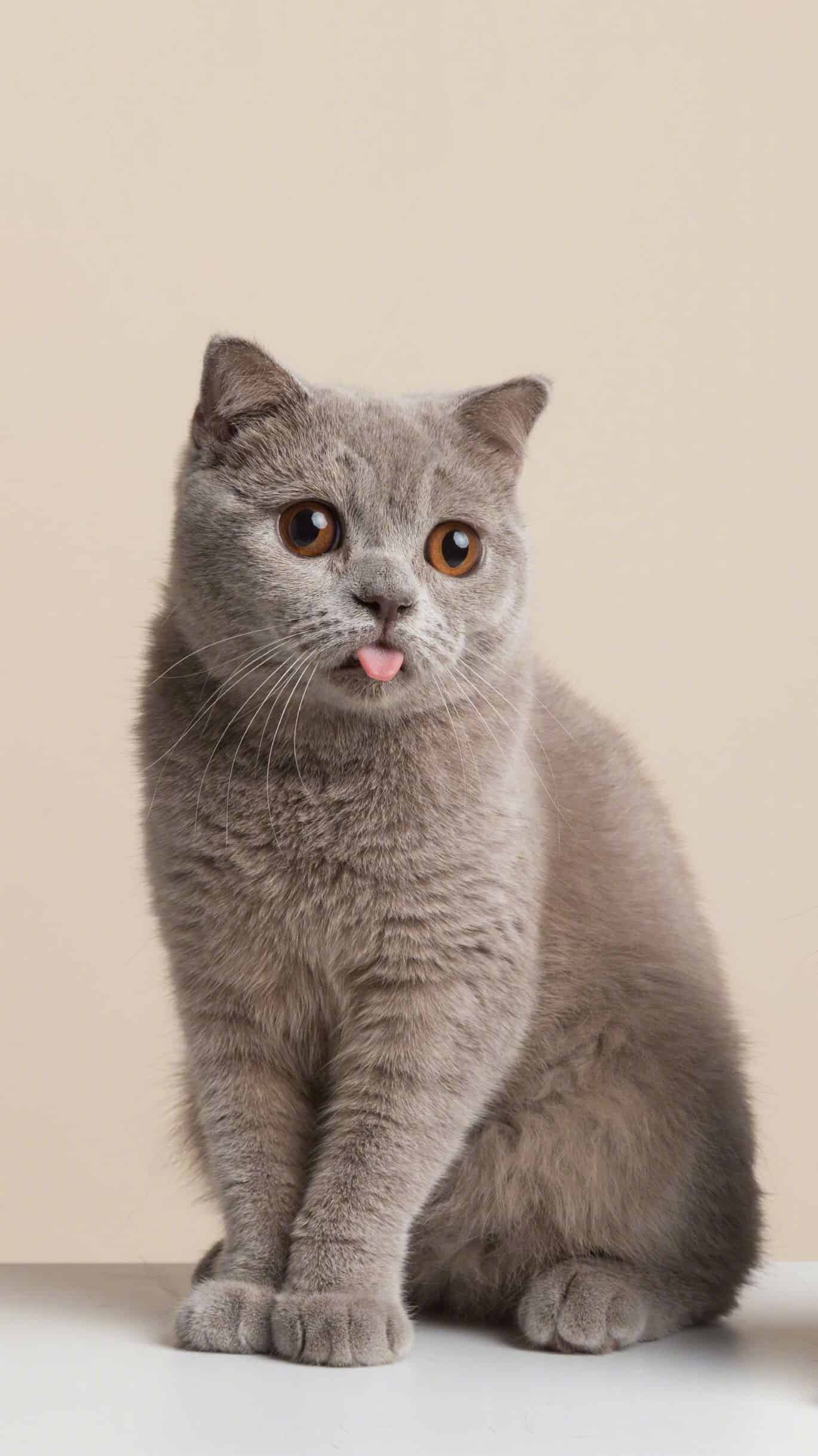 今日萌宠壁纸 022