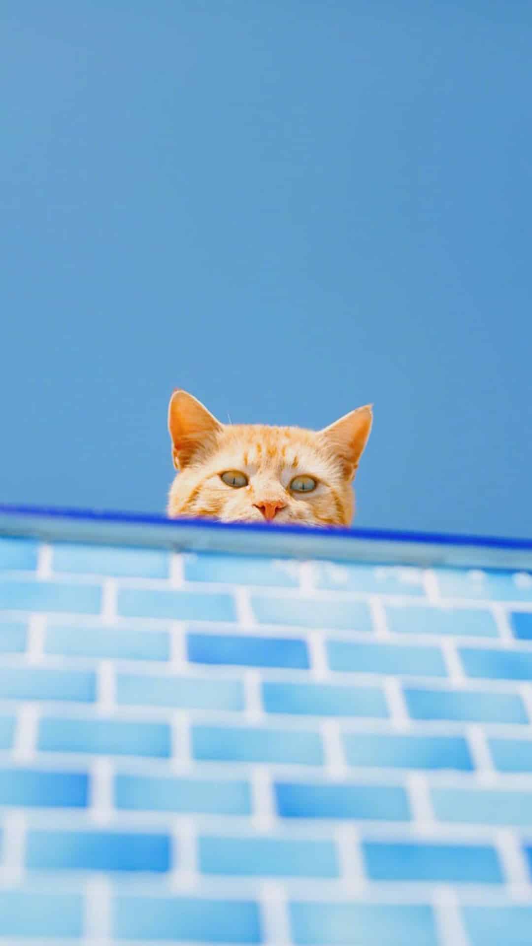 今日萌宠壁纸 022