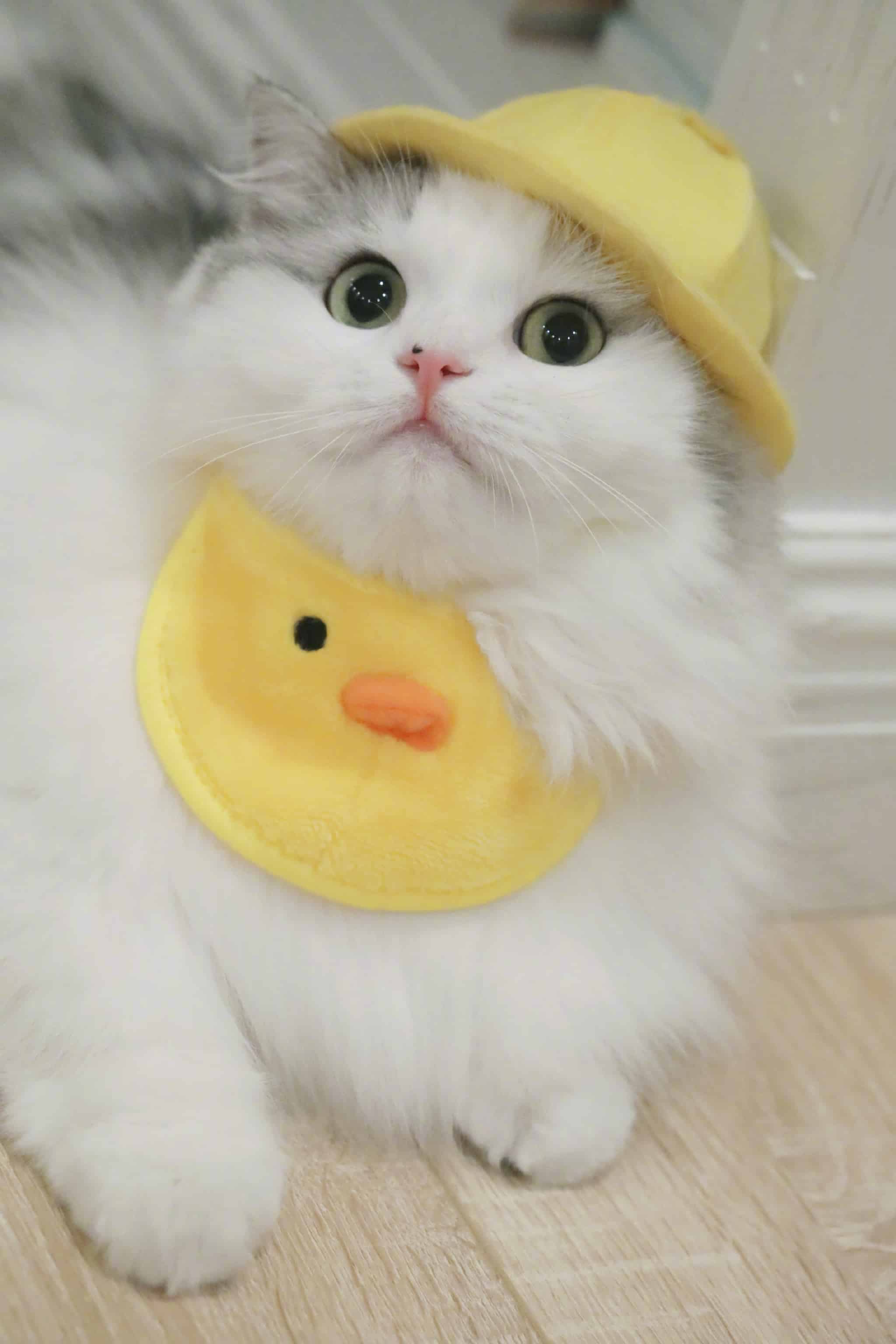 今日萌宠壁纸 022